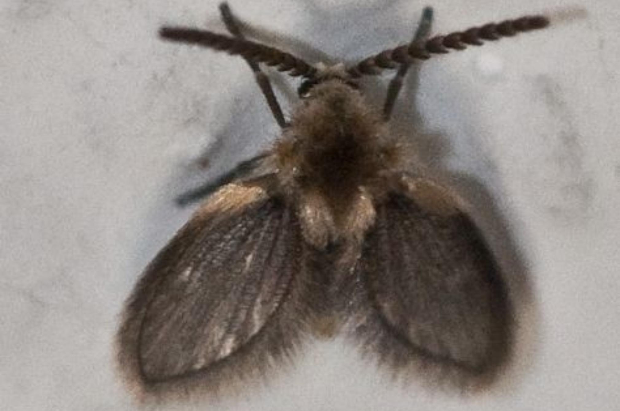 Μαύρα-μυγάκια-στο-μπάνιο-λόγος-εμφάνισης-και-τρόπος-αντιμετώπισης Μαύρα-μυγάκια-στο-μπάνιο-λόγος-εμφάνισης-και-τρόπος-αντιμετώπισης