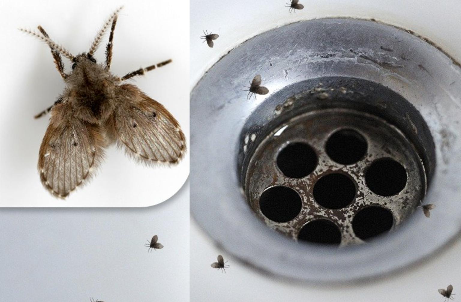 Μαύρα-μυγάκια-στο-μπάνιο-λόγος-εμφάνισης-και-τρόπος-αντιμετώπισης Μαύρα-μυγάκια-στο-μπάνιο-λόγος-εμφάνισης-και-τρόπος-αντιμετώπισης