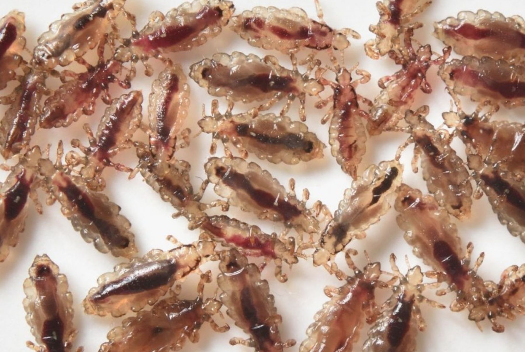 Ψείρες σώματος: Πόσο επικίνδυνες είναι τι επιπλοκές έχει το τσίμπημά τους και πως να απαλλαγείτε μια και καλή