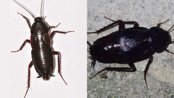 Μαύρες μεγάλες κατσαρίδες στο σπίτι: Δείτε που κρύβονται και πως να τις εξολοθρεύσετε