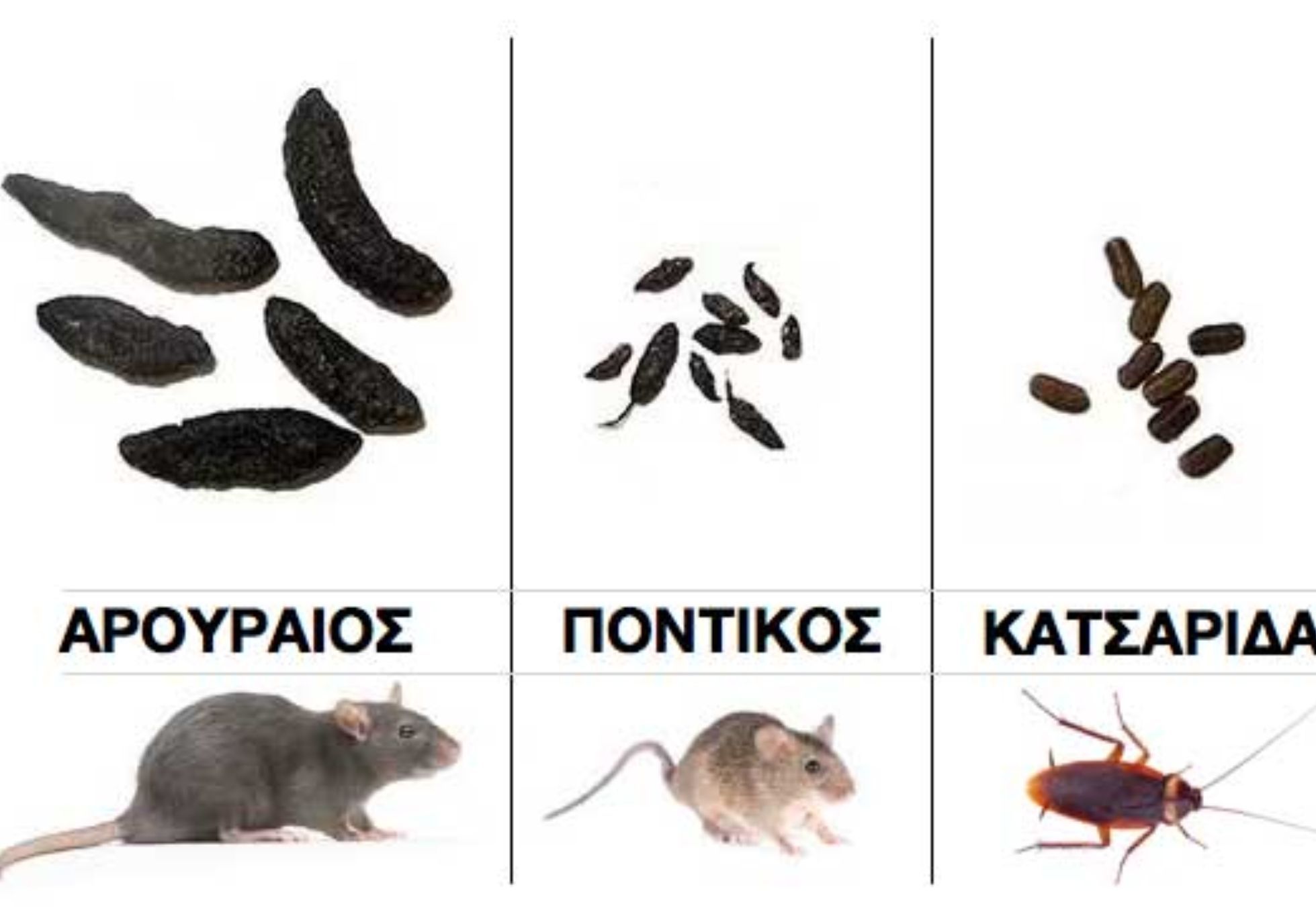 Περιττώματα ποντικού σε ντουλάπια χαλιά και ρούχα: Ο σωστός τρόπος καθαρισμού και πως να διώξετε τα ποντίκια από το σπίτι