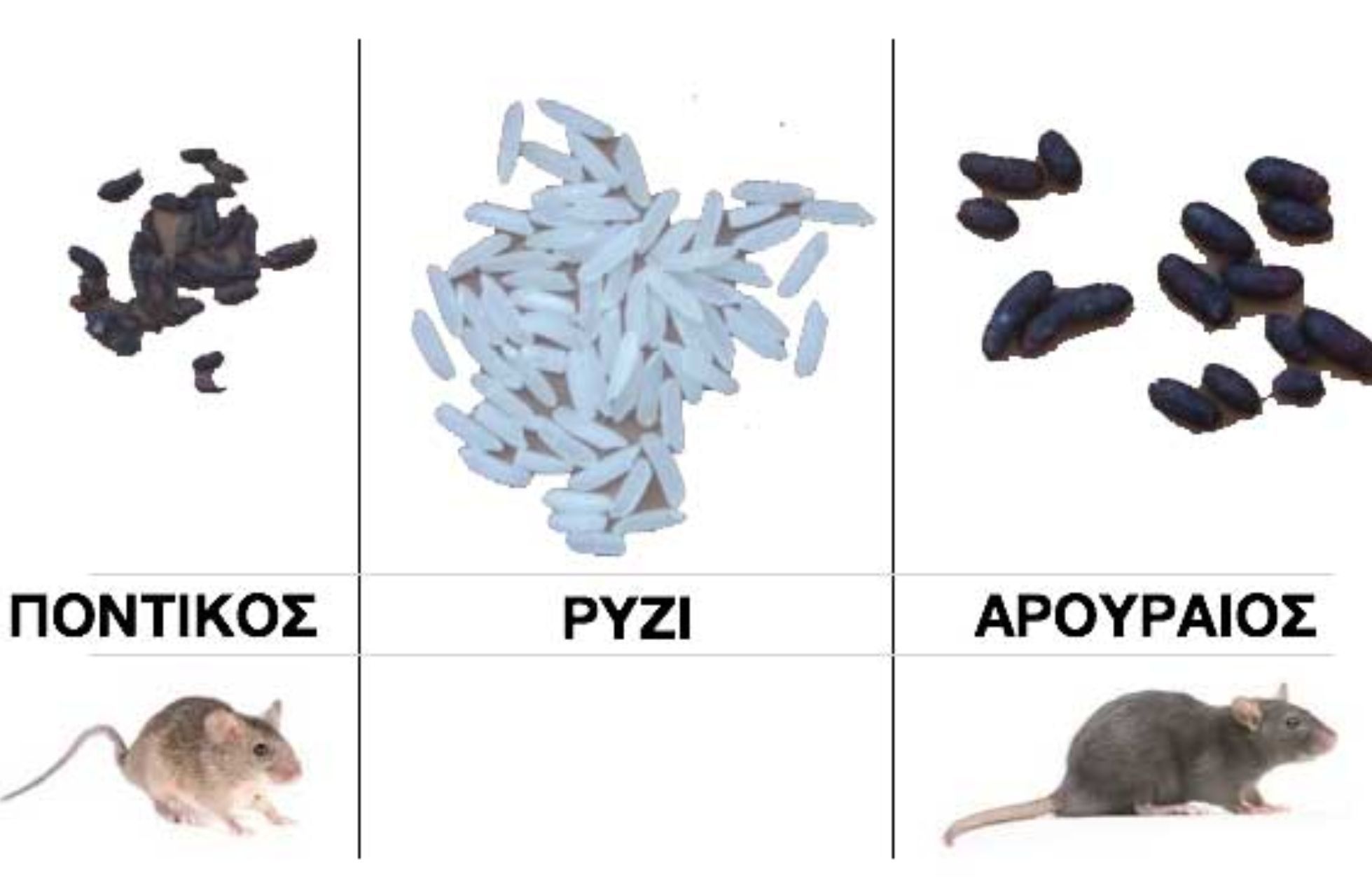Περιττώματα ποντικού σε ντουλάπια χαλιά και ρούχα: Ο σωστός τρόπος καθαρισμού και πως να διώξετε τα ποντίκια από το σπίτι
