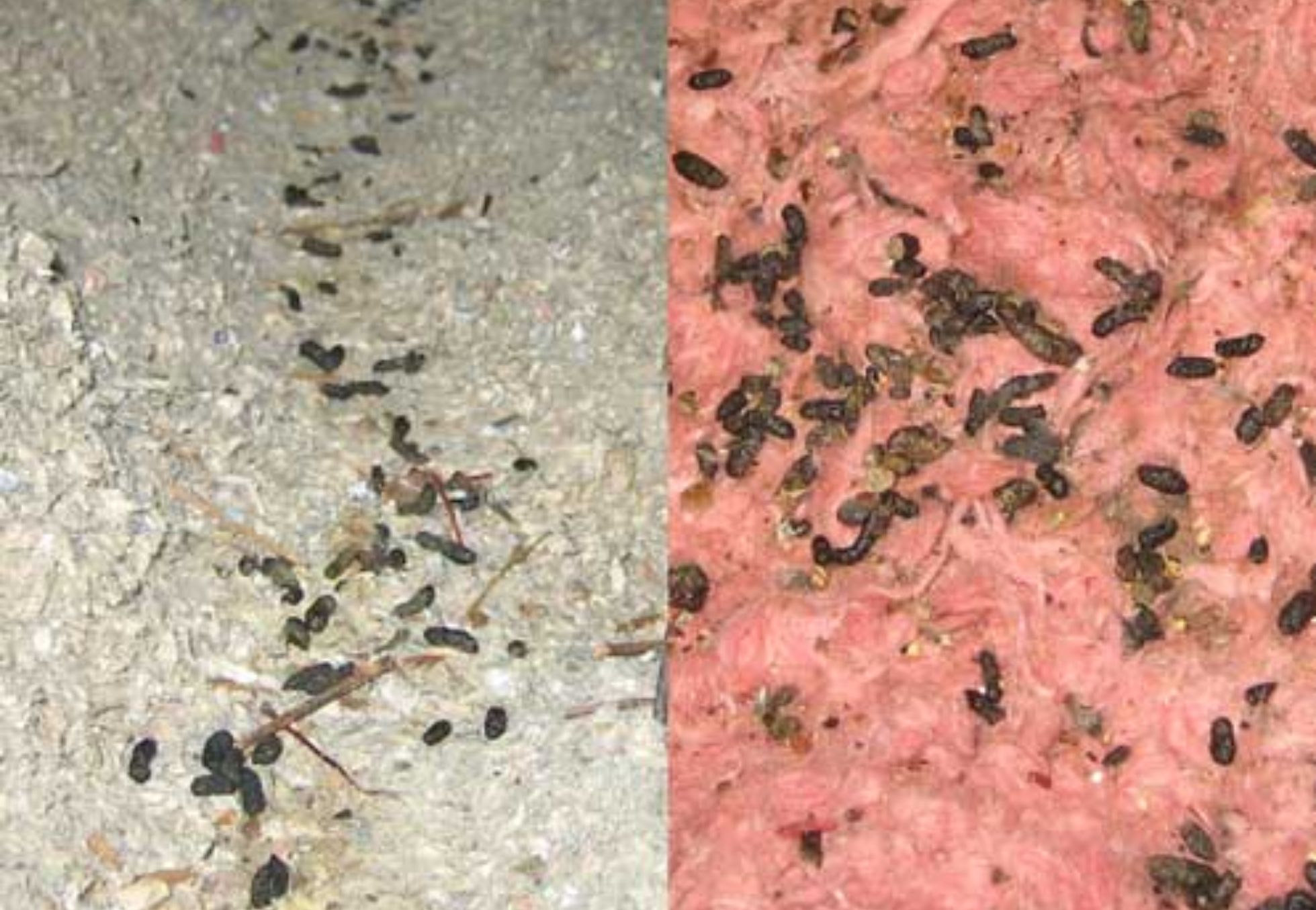 Περιττώματα ποντικού σε ντουλάπια χαλιά και ρούχα: Ο σωστός τρόπος καθαρισμού και πως να διώξετε τα ποντίκια από το σπίτι