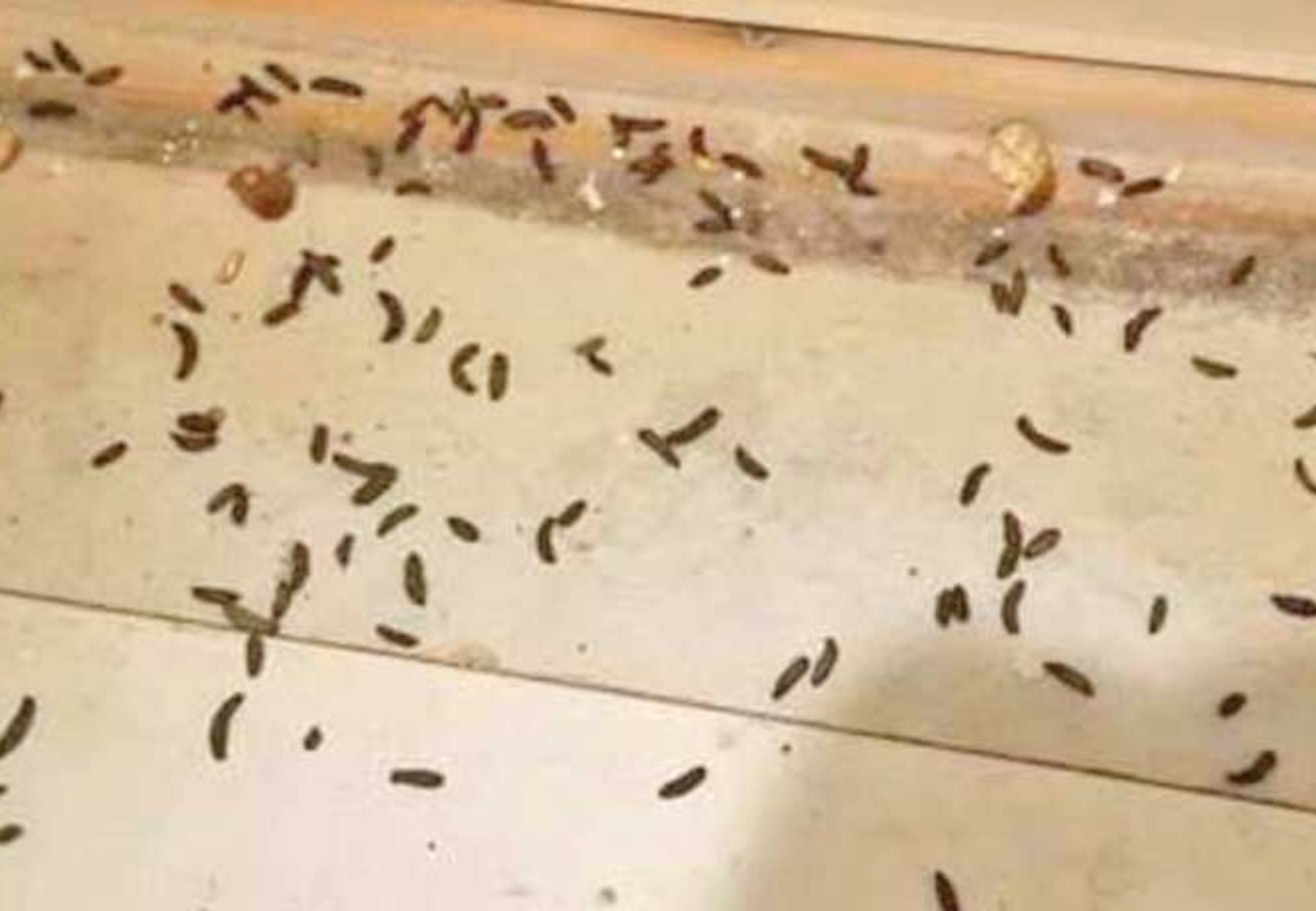 Περιττώματα-ποντικιού-4-1-σοβαρές-ασθένειες-που-μεταδίδουν-στον-άνθρωπο