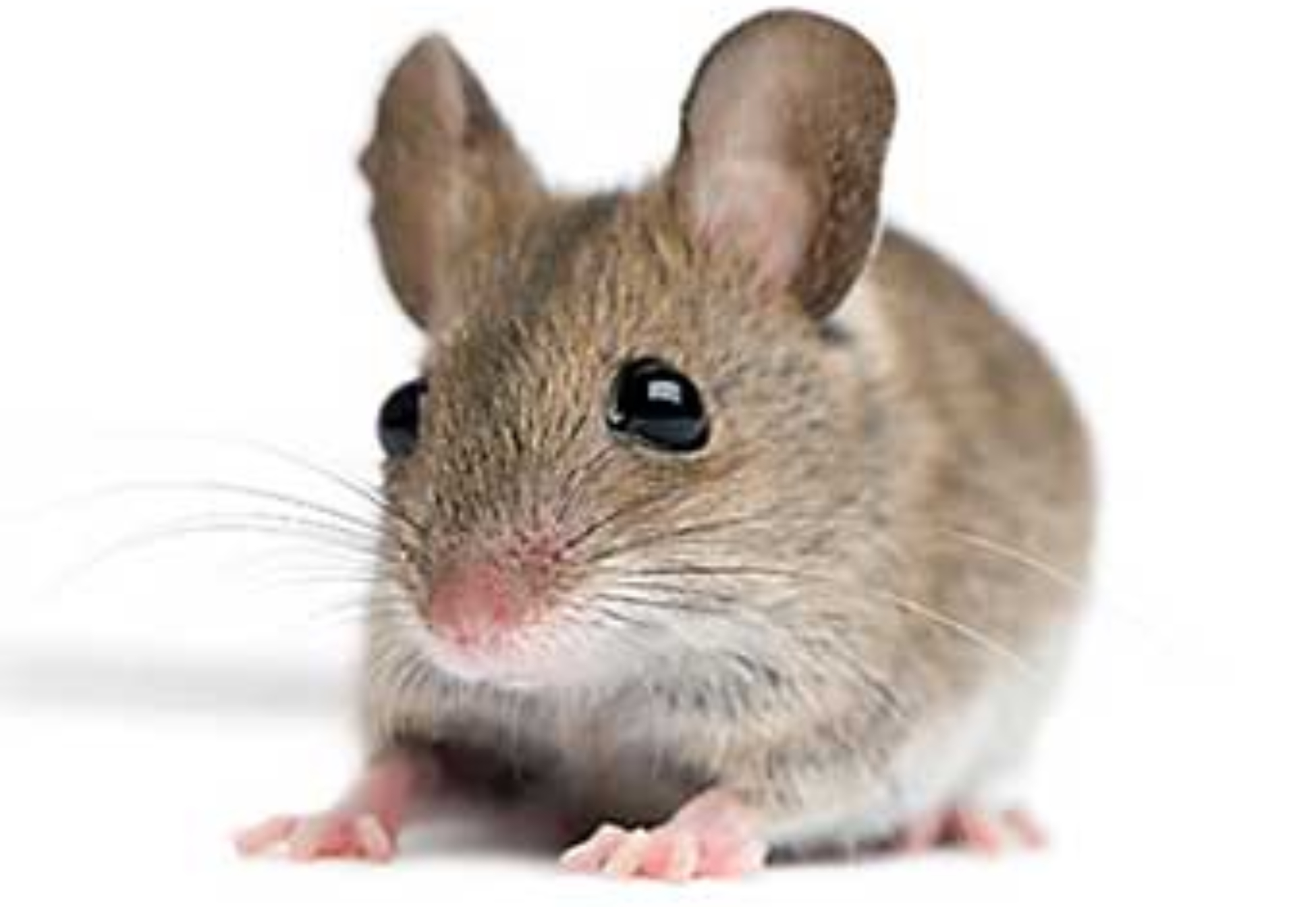Περιττώματα ποντικού σε ντουλάπια χαλιά και ρούχα: Ο σωστός τρόπος καθαρισμού και πως να διώξετε τα ποντίκια από το σπίτι