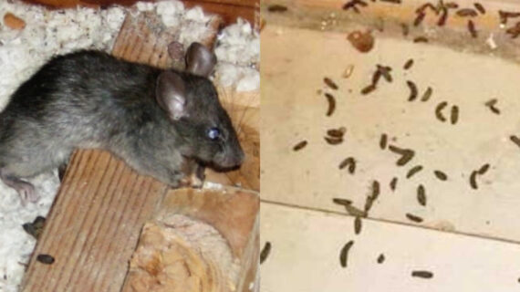 Περιττώματα ποντικού σε ντουλάπια χαλιά και ρούχα: Πως να τα ξεχωρίσετε ποιες σοβαρές ασθένειες κρύβουν