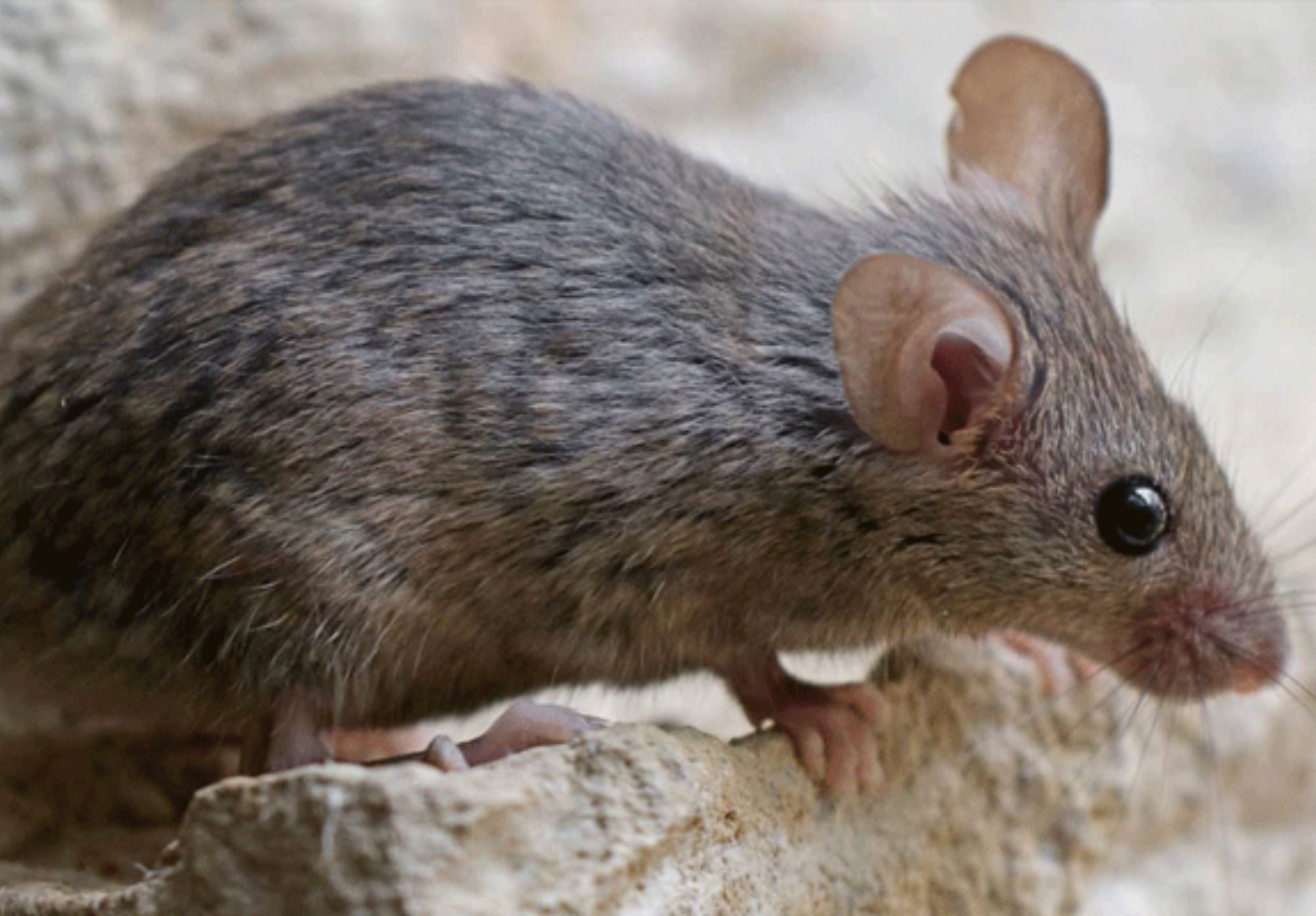 Περιττώματα ποντικού σε ντουλάπια χαλιά και ρούχα: Ο σωστός τρόπος καθαρισμού και πως να διώξετε τα ποντίκια από το σπίτι