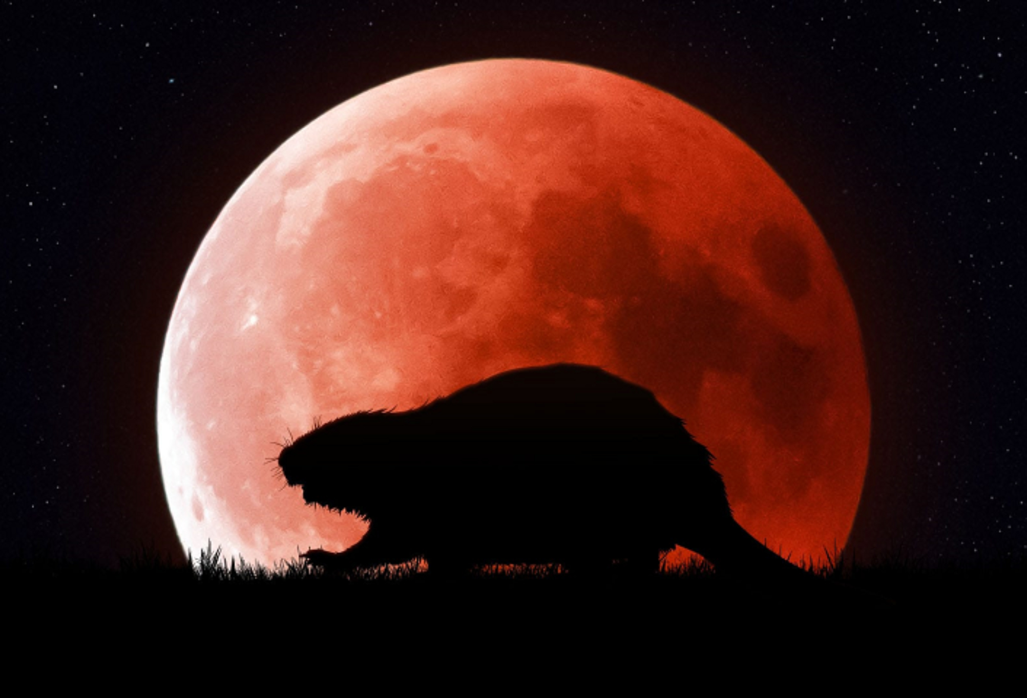 Πανσέληνος Νοεμβρίου: Το φεγγάρι του κάστορα – Γιατί ονομάζεται έτσι το προτελευταίο ολόκληρο φεγγάρι του χρόνου