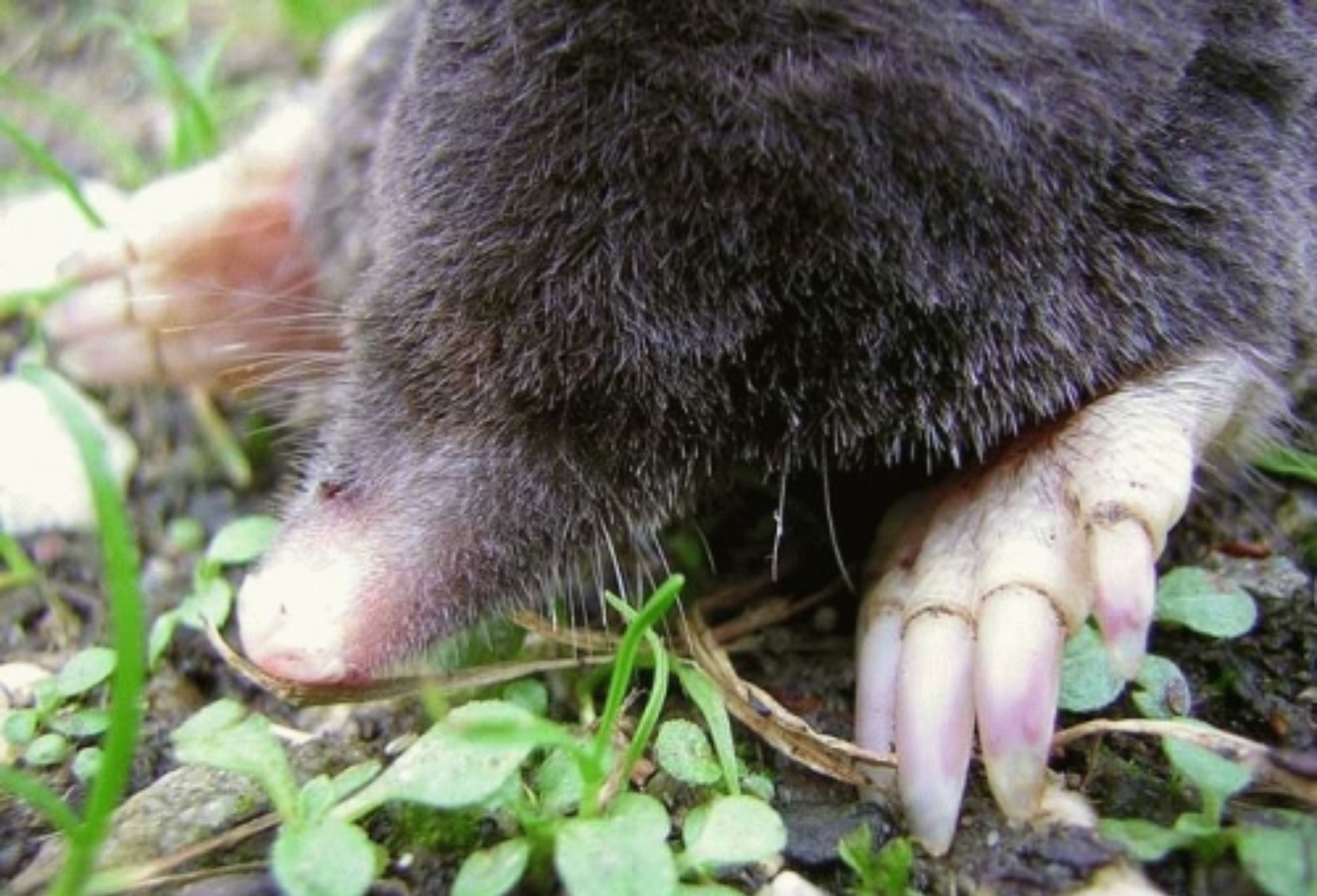 Τυφλοπόντικες που προκαλούν καταστροφές στον κήπο: Δείτε πως να τους διώξετε μια και καλή