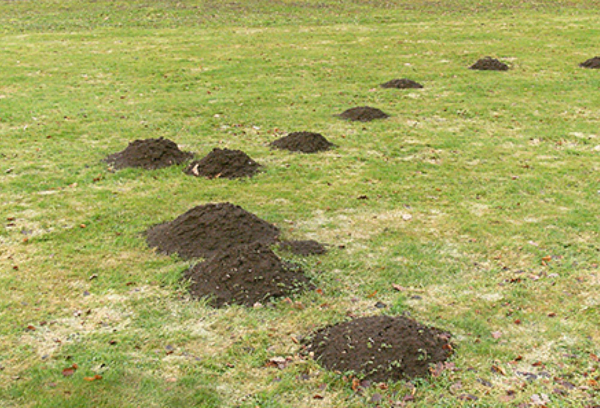 Τυφλοπόντικες που προκαλούν καταστροφές στον κήπο: Δείτε πως να τους διώξετε μια και καλή