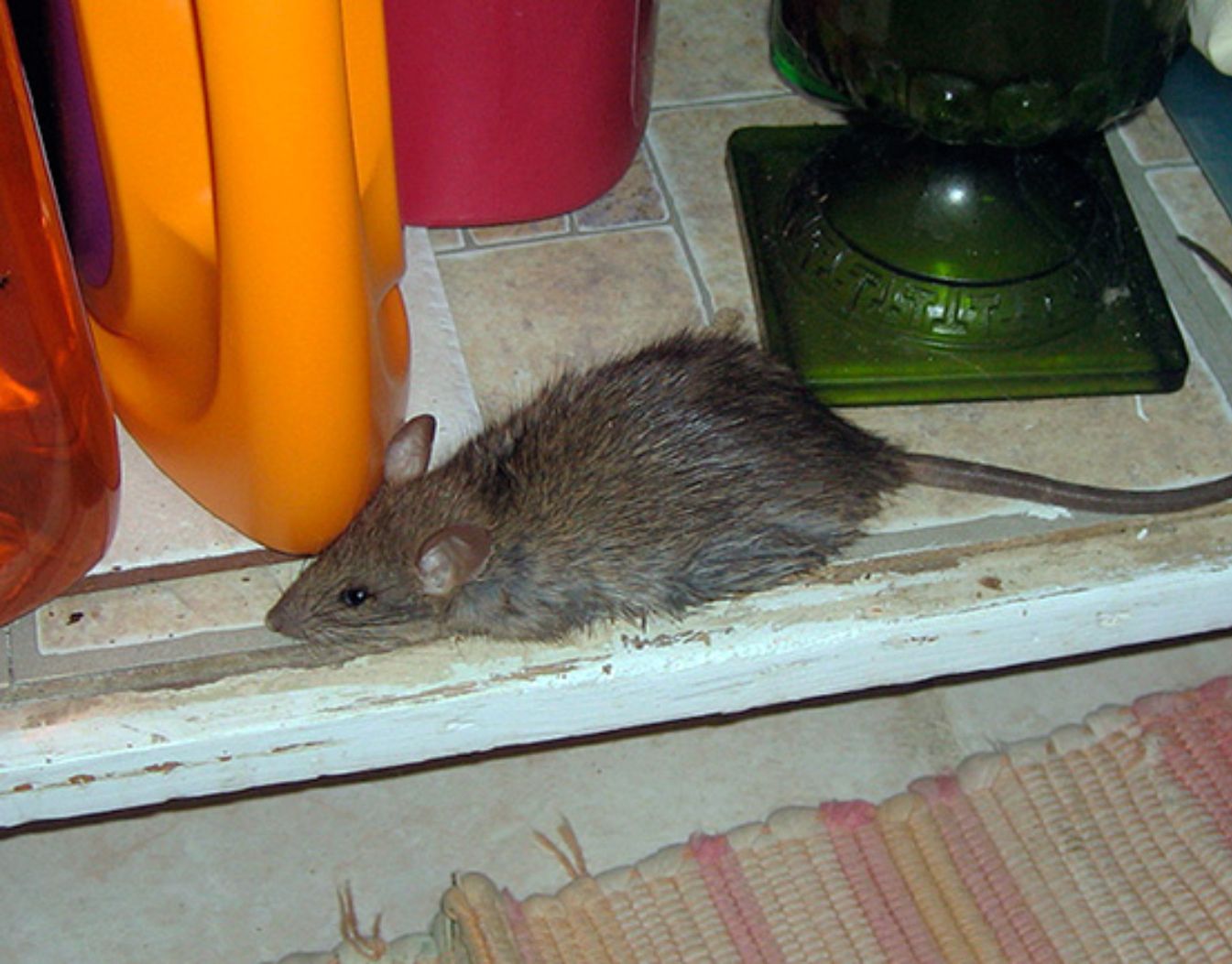 Αρουραίοι στο σπίτι και τον κήπο: Πως να αναγνωρίσετε τα σημάδια και πως να απαλλαγείτε μια και καλή