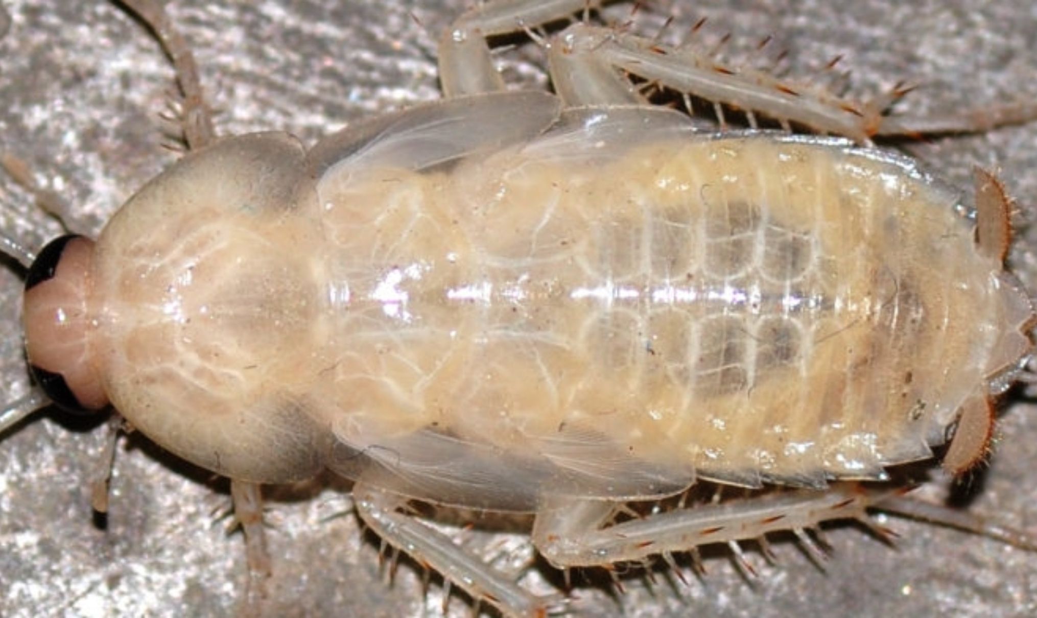 Λευκές κατσαρίδες στο σπίτι: Πως μοιάζουν ποιοι οι κίνδυνοι και πως να τις αντιμετωπίσετε 