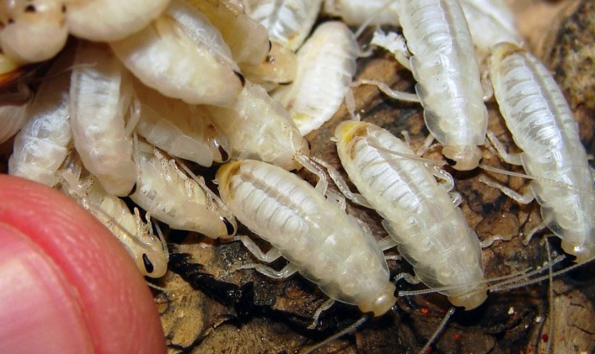 Λευκές κατσαρίδες στο σπίτι: Πως μοιάζουν ποιοι οι κίνδυνοι και πως να τις αντιμετωπίσετε 