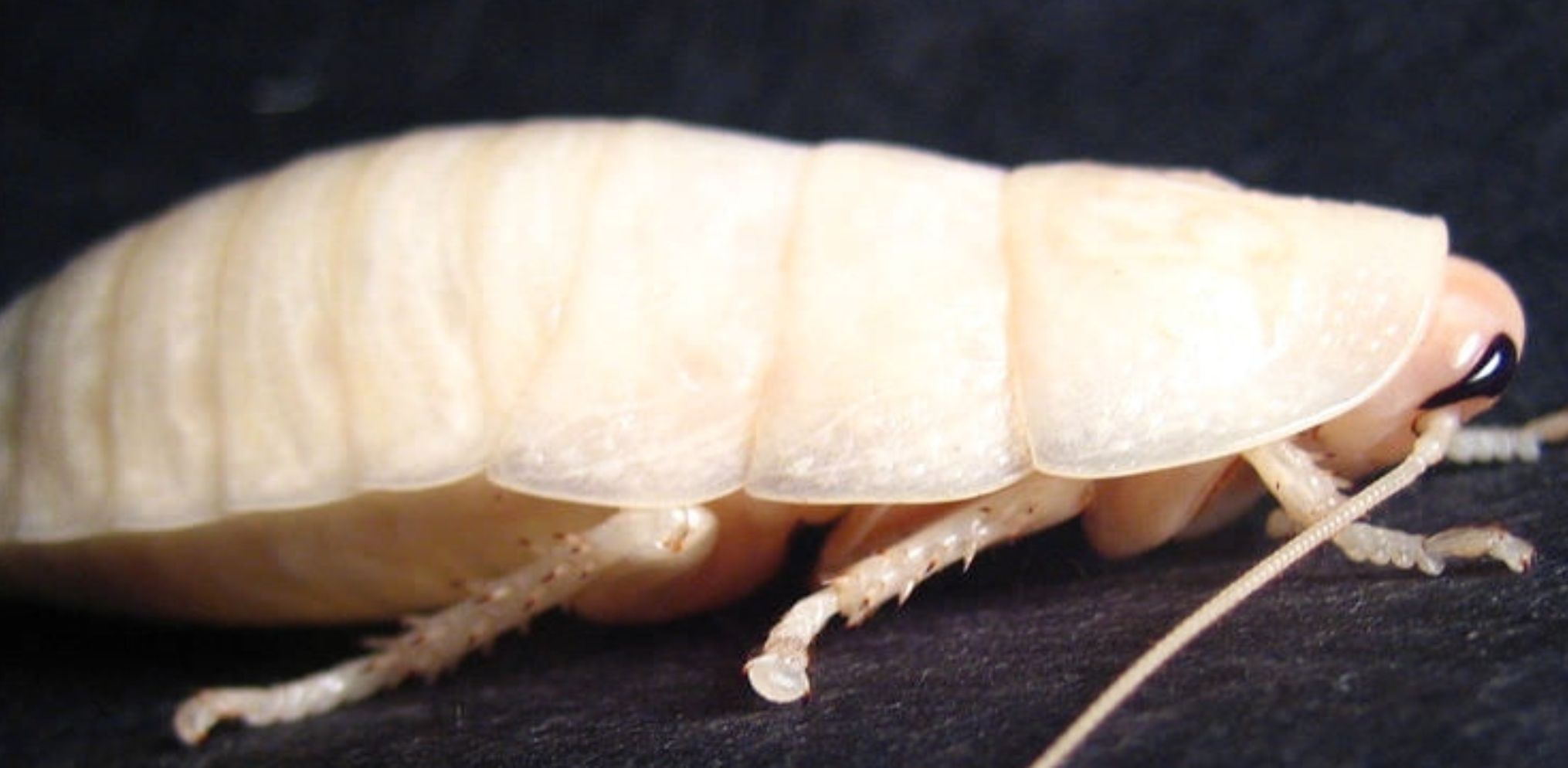 Λευκές κατσαρίδες στο σπίτι: Πως μοιάζουν ποιοι οι κίνδυνοι και πως να τις αντιμετωπίσετε 