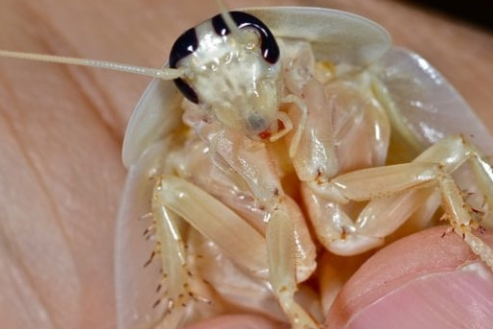 Λευκές κατσαρίδες στο σπίτι: Πως μοιάζουν ποιοι οι κίνδυνοι και πως να τις αντιμετωπίσετε 
