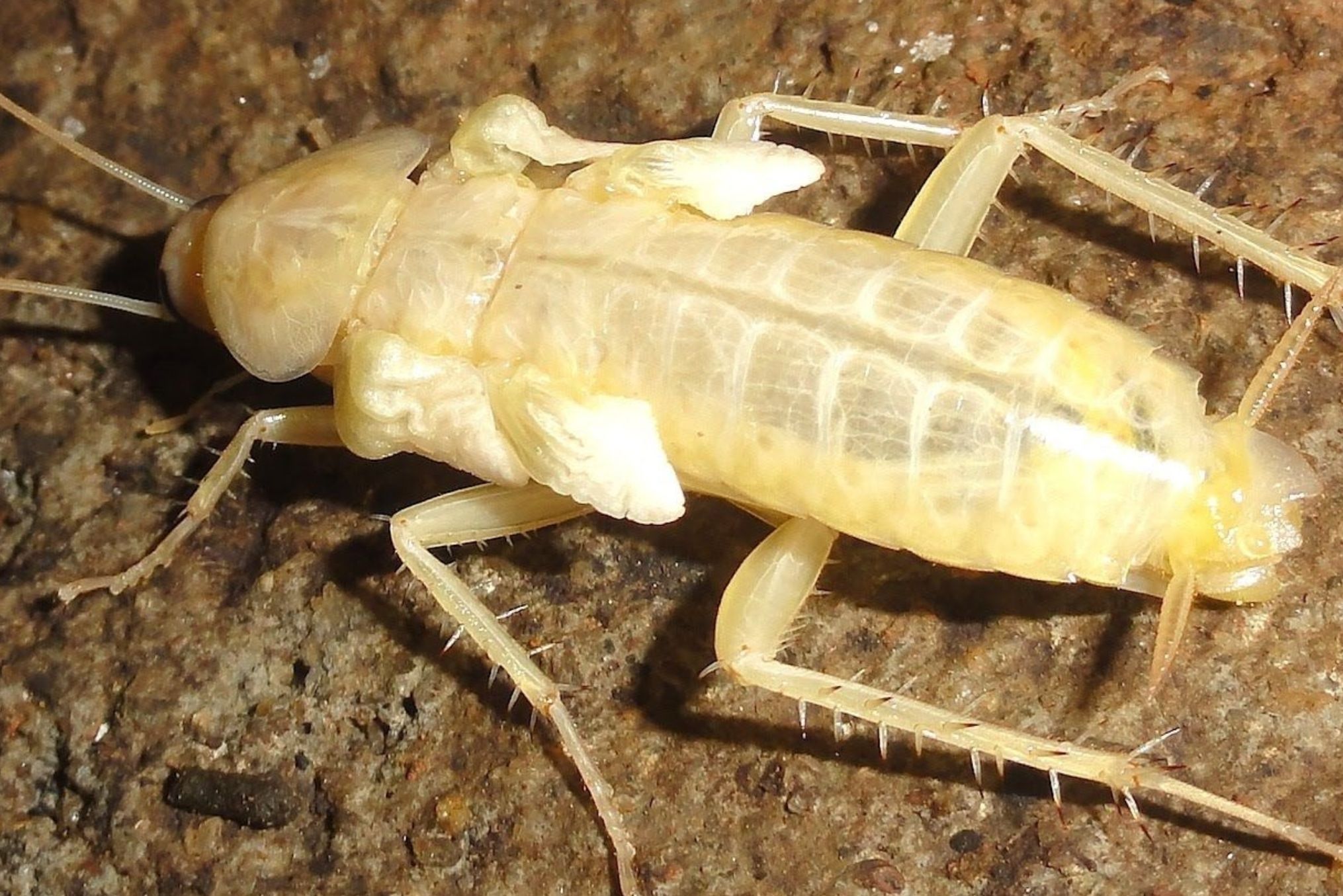 Λευκές κατσαρίδες στο σπίτι: Πως μοιάζουν ποιοι οι κίνδυνοι και πως να τις αντιμετωπίσετε 