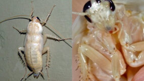 Λευκές κατσαρίδες στο σπίτι: Πως μοιάζουν ποιοι οι κίνδυνοι και πως να τις αντιμετωπίσετε 