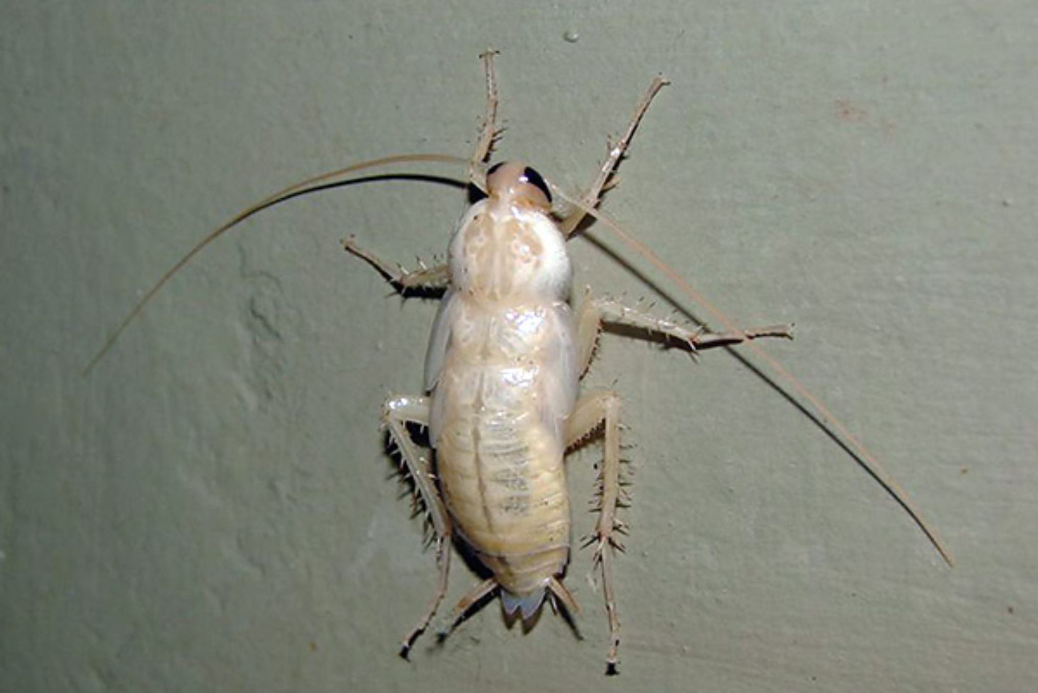 Λευκές κατσαρίδες στο σπίτι: Πως μοιάζουν ποιοι οι κίνδυνοι και πως να τις αντιμετωπίσετε 