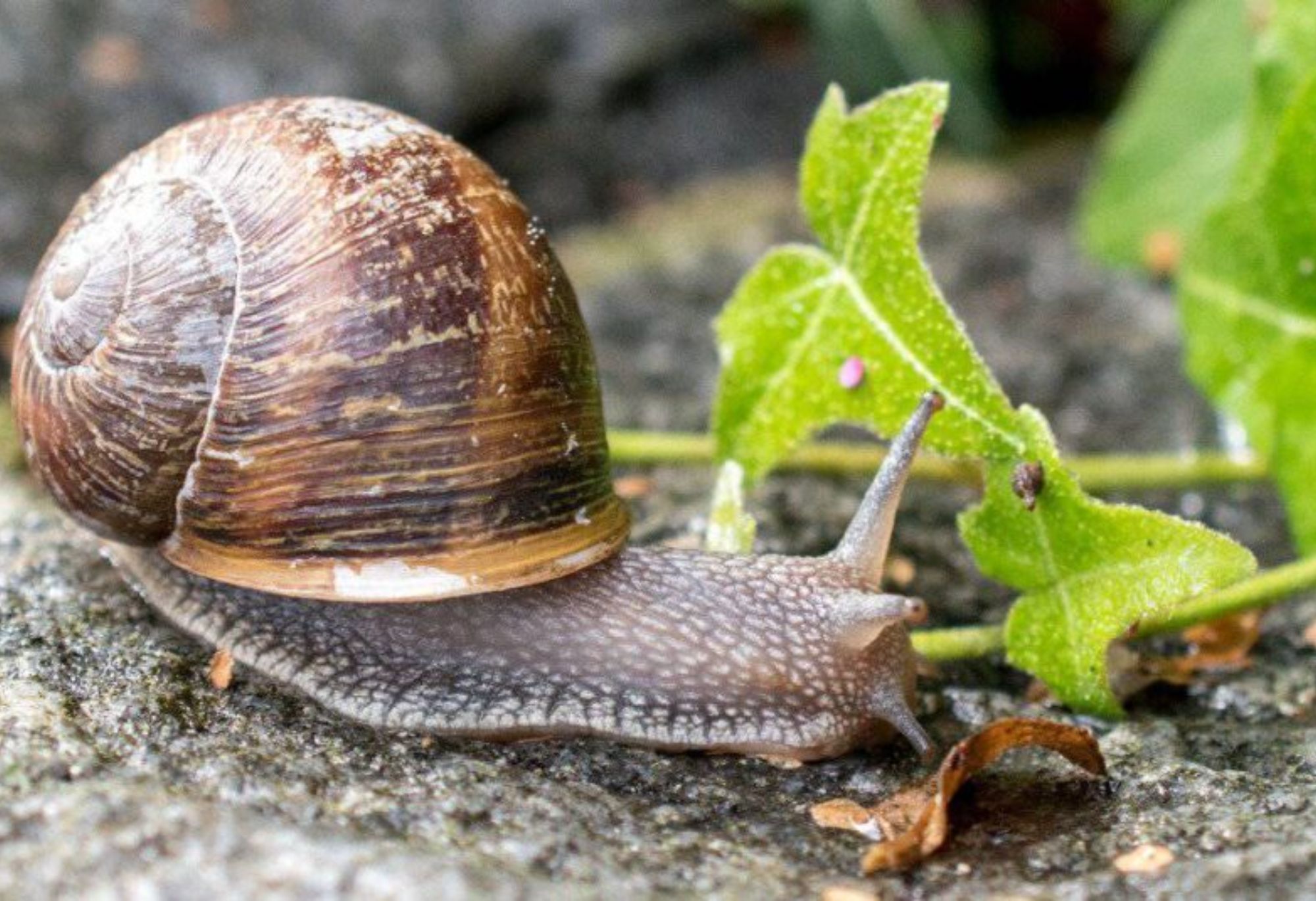 Σαλιγκάρια και γυμνοσάλιαγκες στο σπίτι ή των κήπο: Απαλλαγείτε οριστικά με φυσικά υλικά