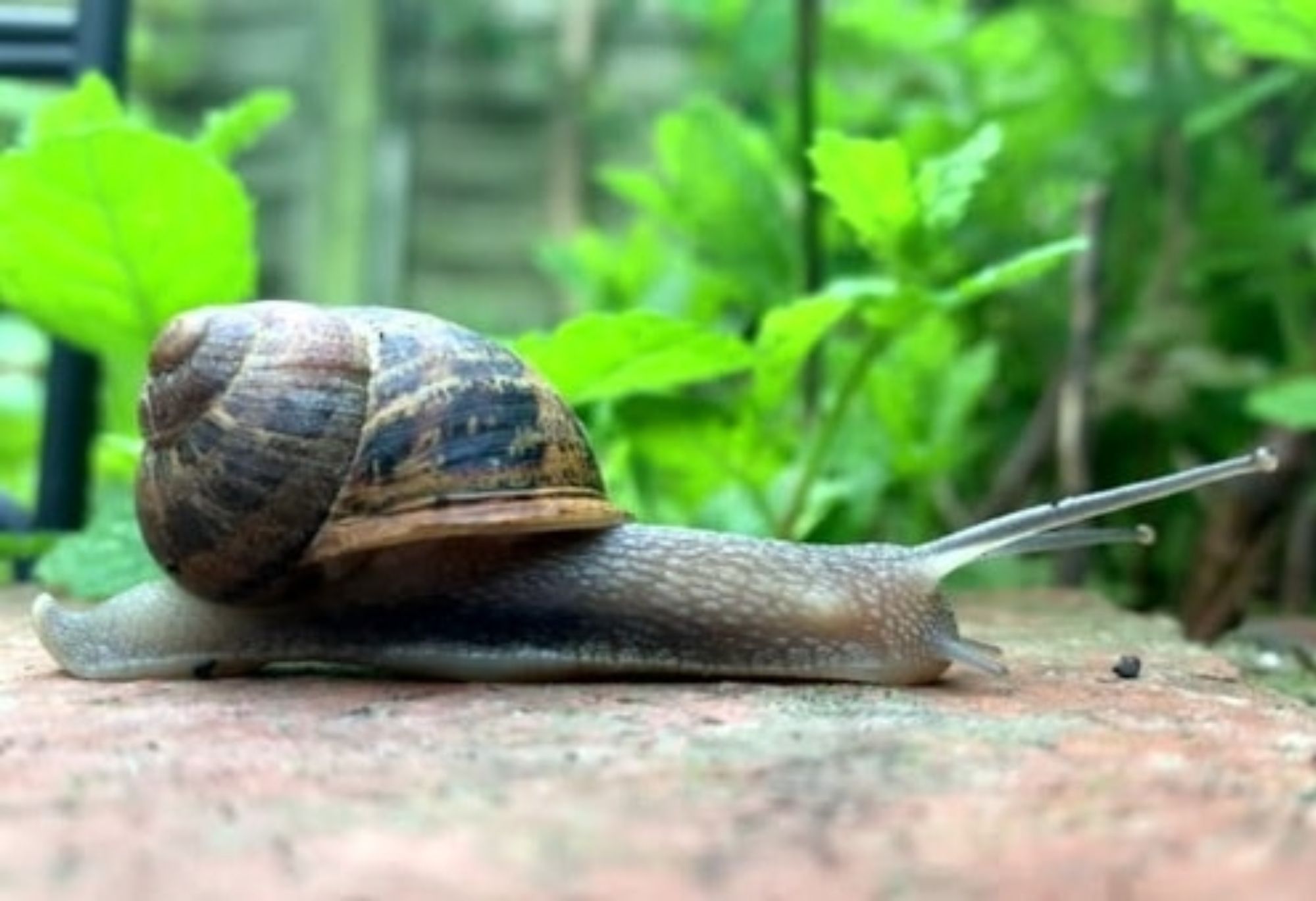 Σαλιγκάρια και γυμνοσάλιαγκες στο σπίτι ή των κήπο: Απαλλαγείτε οριστικά με φυσικά υλικά