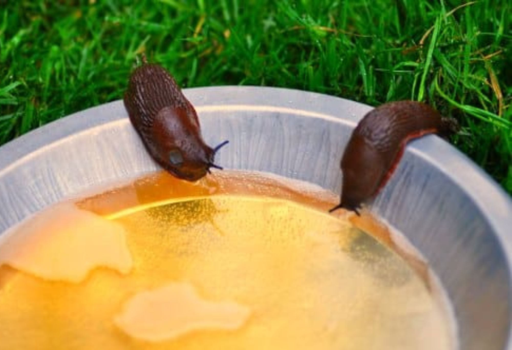 Σαλιγκάρια και γυμνοσάλιαγκες στο σπίτι ή των κήπο: Απαλλαγείτε οριστικά με φυσικά υλικά