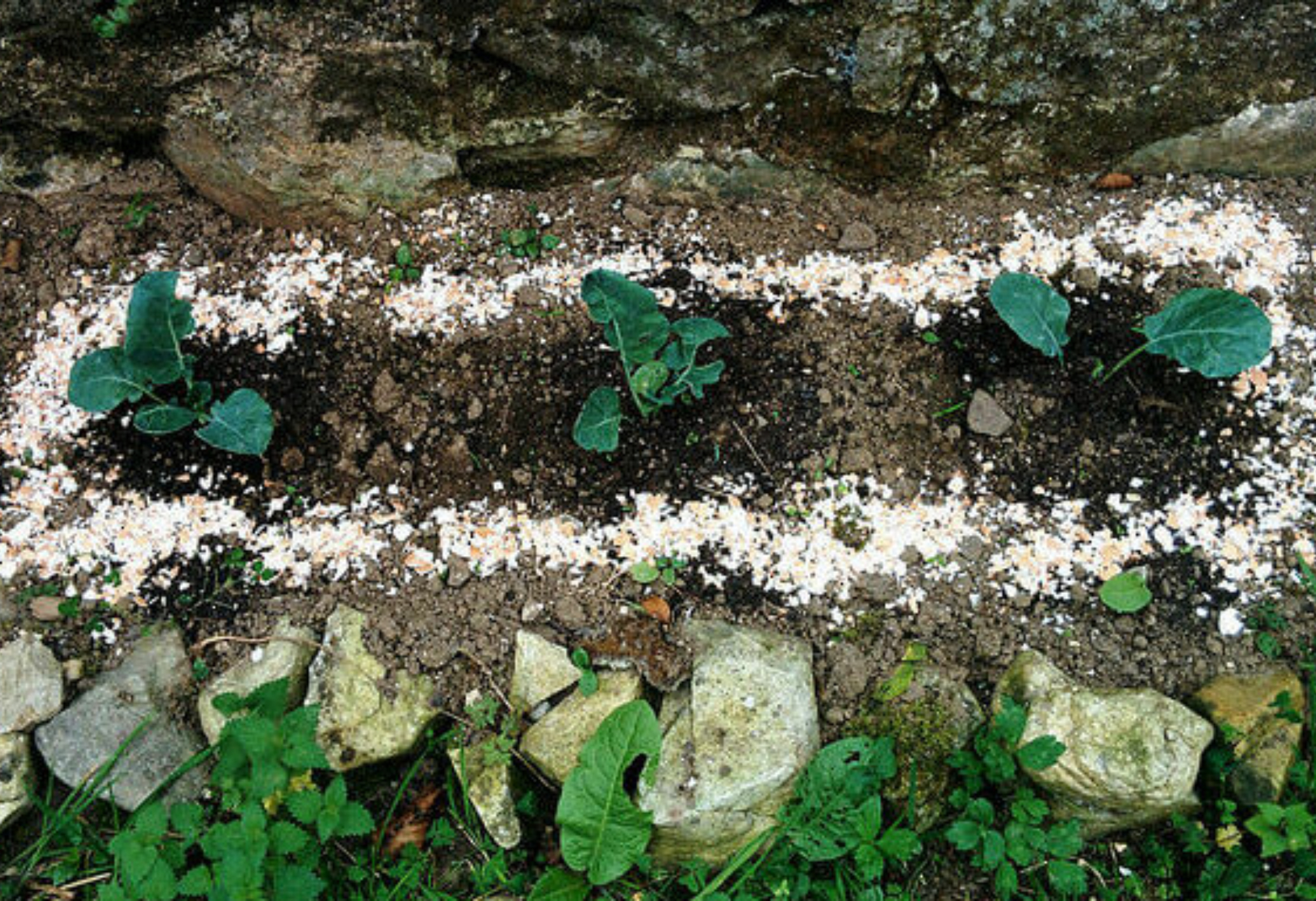 Σαλιγκάρια και γυμνοσάλιαγκες στο σπίτι ή των κήπο: Απαλλαγείτε οριστικά με φυσικά υλικά