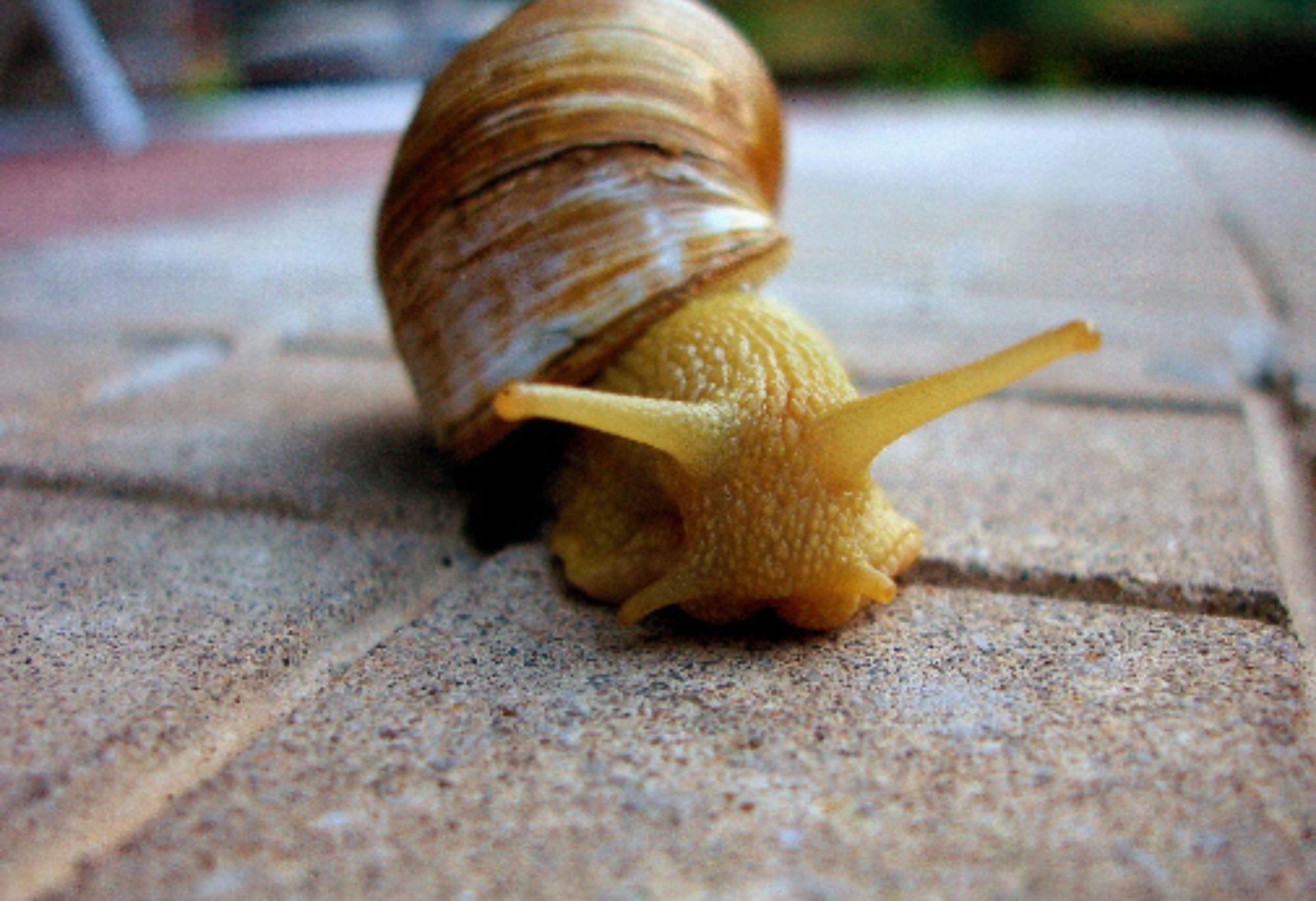 Σαλιγκάρια και γυμνοσάλιαγκες στο σπίτι ή των κήπο: Απαλλαγείτε οριστικά με φυσικά υλικά