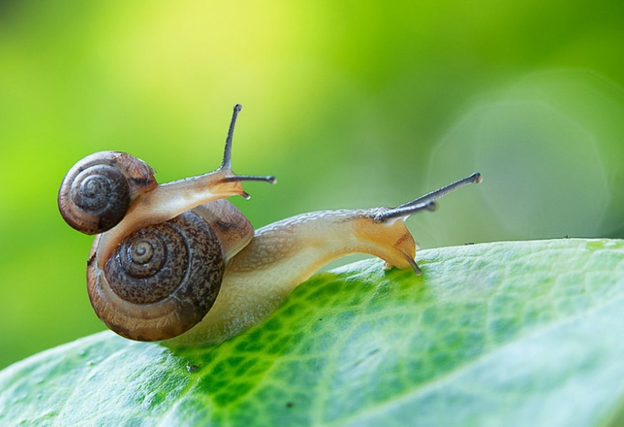 Σαλιγκάρια και γυμνοσάλιαγκες στο σπίτι ή των κήπο: Απαλλαγείτε οριστικά με φυσικά υλικά