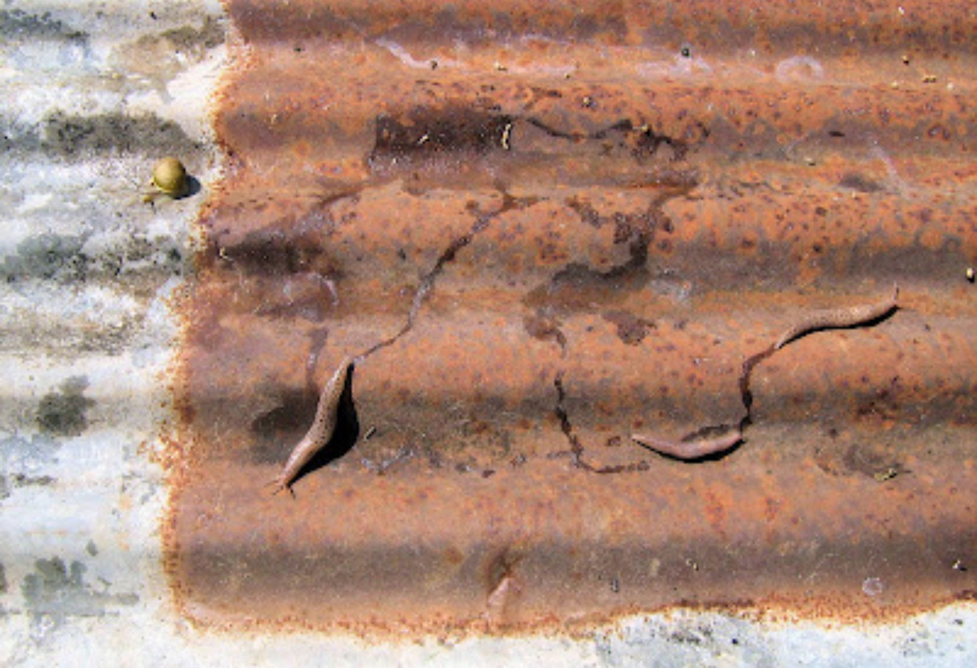 Σαλιγκάρια και γυμνοσάλιαγκες στο σπίτι ή των κήπο: Απαλλαγείτε οριστικά με φυσικά υλικά