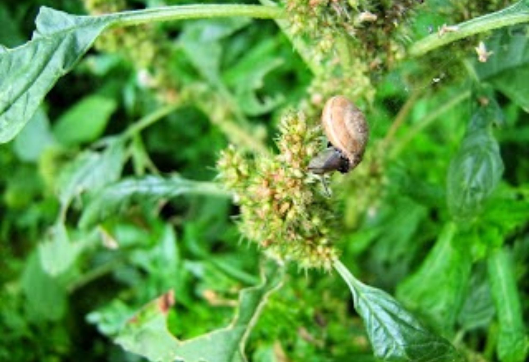 Σαλιγκάρια και γυμνοσάλιαγκες στο σπίτι ή των κήπο: Απαλλαγείτε οριστικά με φυσικά υλικά