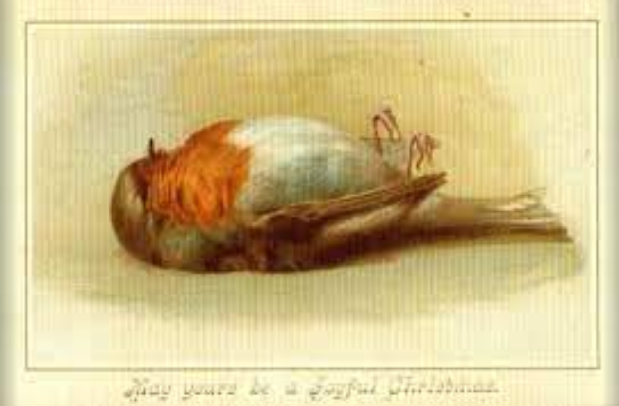 Χριστουγεννιάτικες κάρτες Βικτωριανής Εποχής: Ανατριχιαστικές ευχετήριες κάρτες με νεκρά πουλιά, βασανιστήρια και βάτραχους δολοφόνους