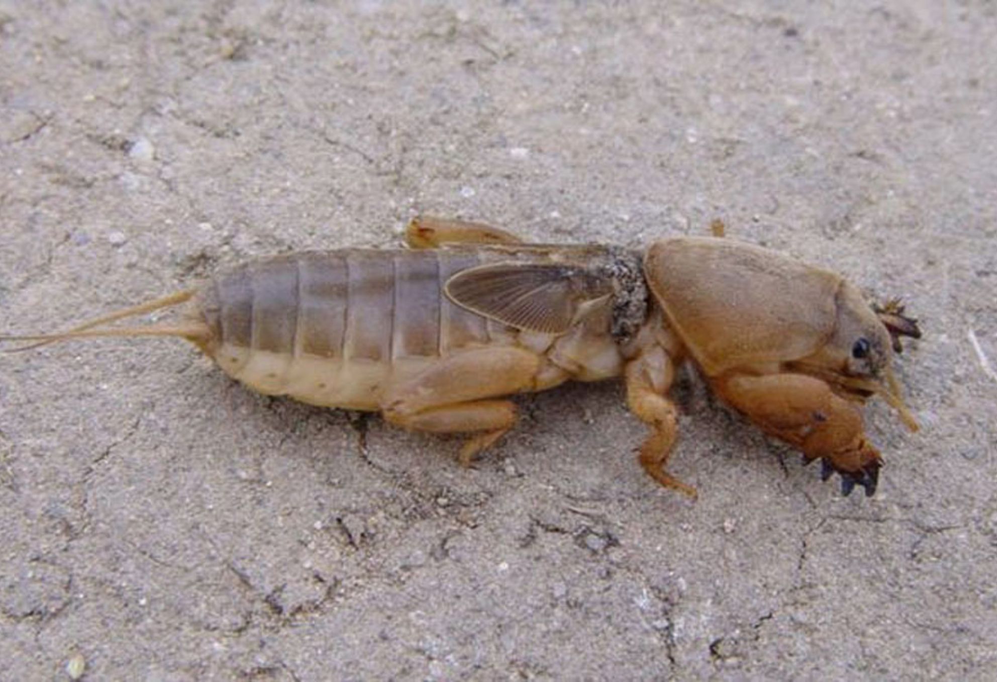 Κρεμμυδοφάγος στον κήπο ή το μπαλκόνι: Καταπολεμήστε τον εύκολα και αποτελεσματικά