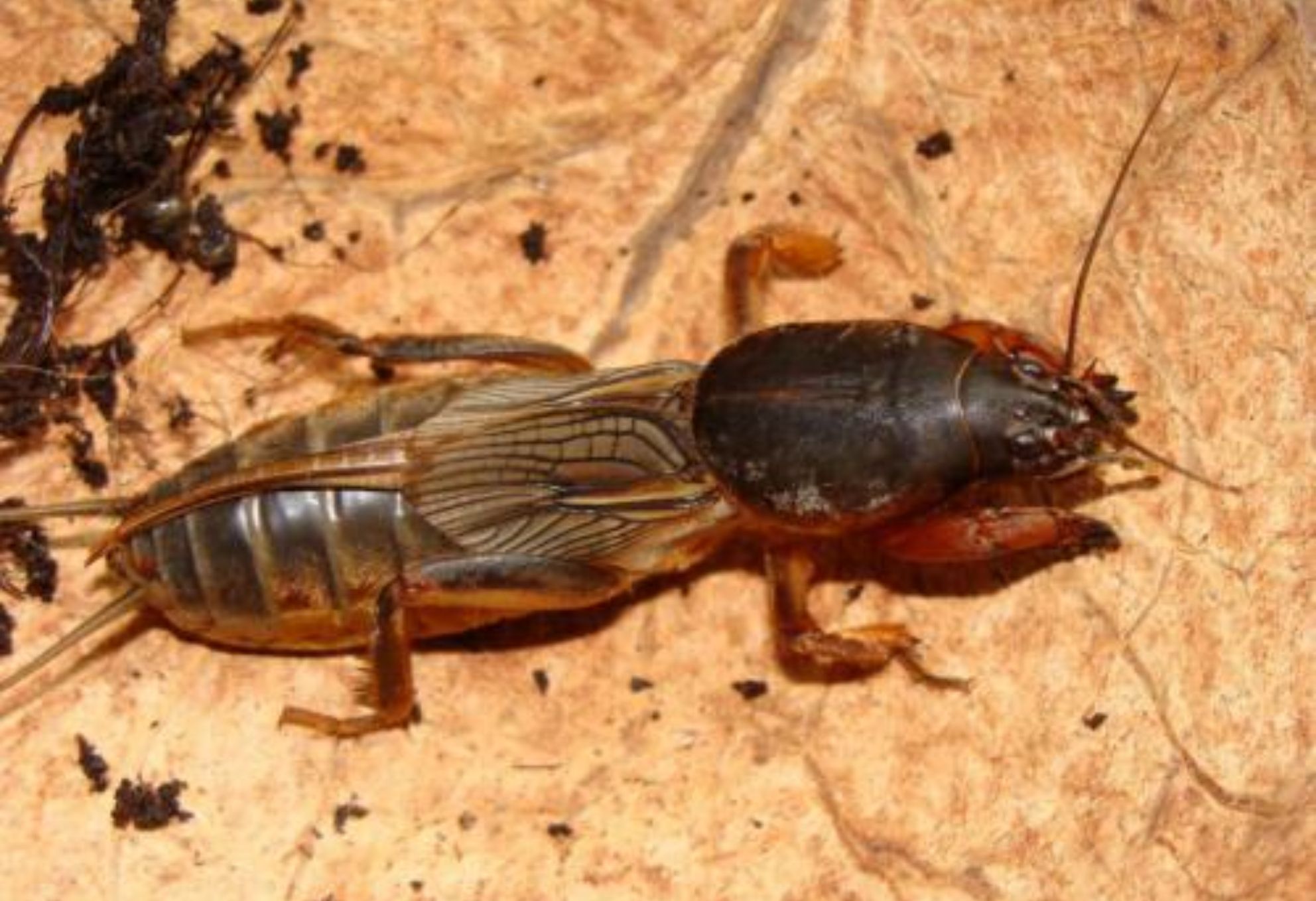 Κρεμμυδοφάγος στον κήπο ή το μπαλκόνι: Καταπολεμήστε τον εύκολα και αποτελεσματικά