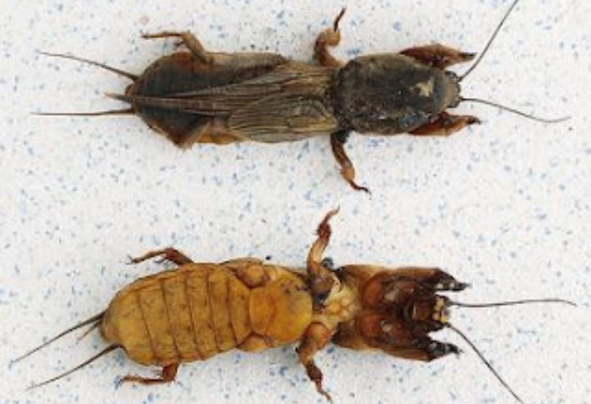 Κρεμμυδοφάγος στον κήπο ή το μπαλκόνι: Καταπολεμήστε τον εύκολα και αποτελεσματικά