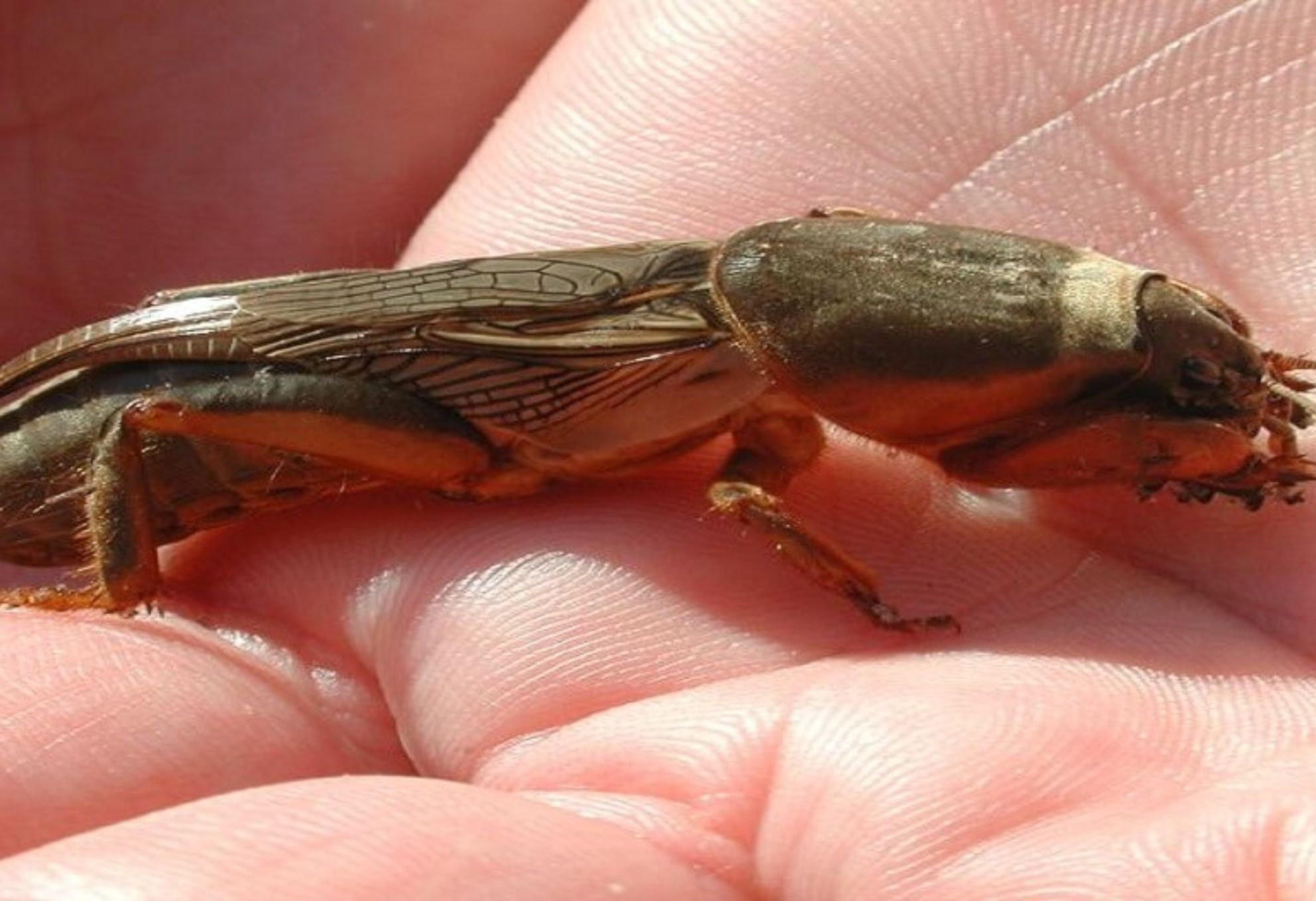 Κρεμμυδοφάγος στον κήπο ή το μπαλκόνι: Καταπολεμήστε τον εύκολα και αποτελεσματικά