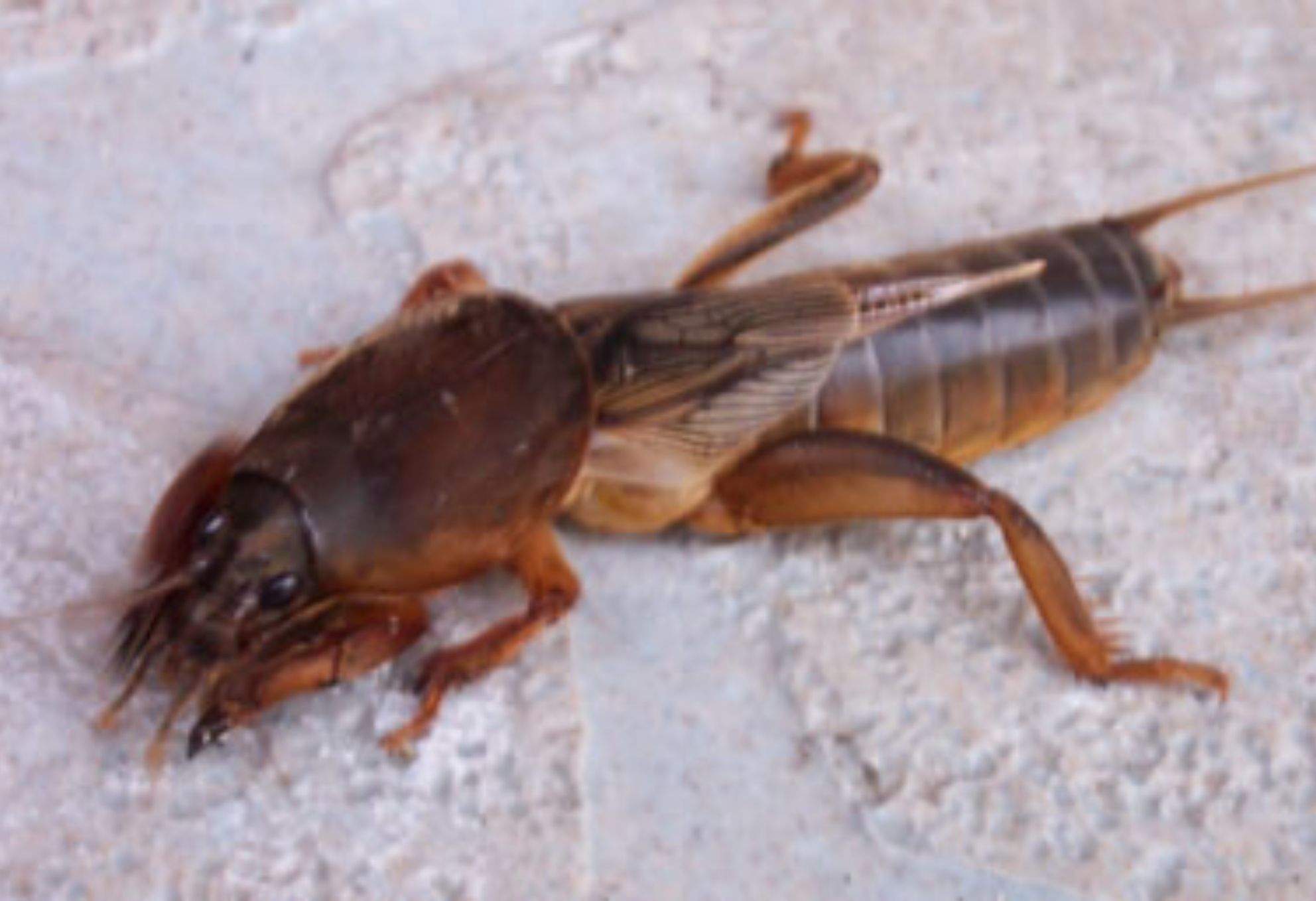 Κρεμμυδοφάγος στον κήπο ή το μπαλκόνι: Καταπολεμήστε τον εύκολα και αποτελεσματικά