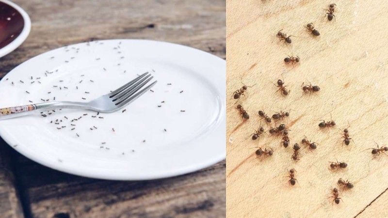 Μυρμήγκια στην κουζίνα σου : Στόχος είναι η φωλιά και αυτά πρέπει να κάνεις για να απαλλαγείς μια και καλή