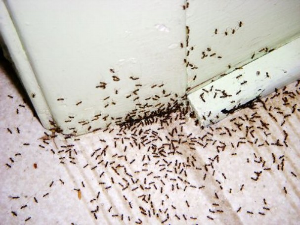 Μυρμήγκια στην κουζίνα σου : Στόχος είναι η φωλιά και αυτά πρέπει να κάνεις για να απαλλαγείς μια και καλή
