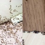 Μυρμήγκια στην κουζίνα σου : Στόχος είναι η φωλιά και αυτά πρέπει να κάνεις για να απαλλαγείς μια και καλή