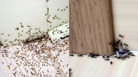 Μυρμήγκια στην κουζίνα σου : Στόχος είναι η φωλιά και αυτά πρέπει να κάνεις για να απαλλαγείς μια και καλή