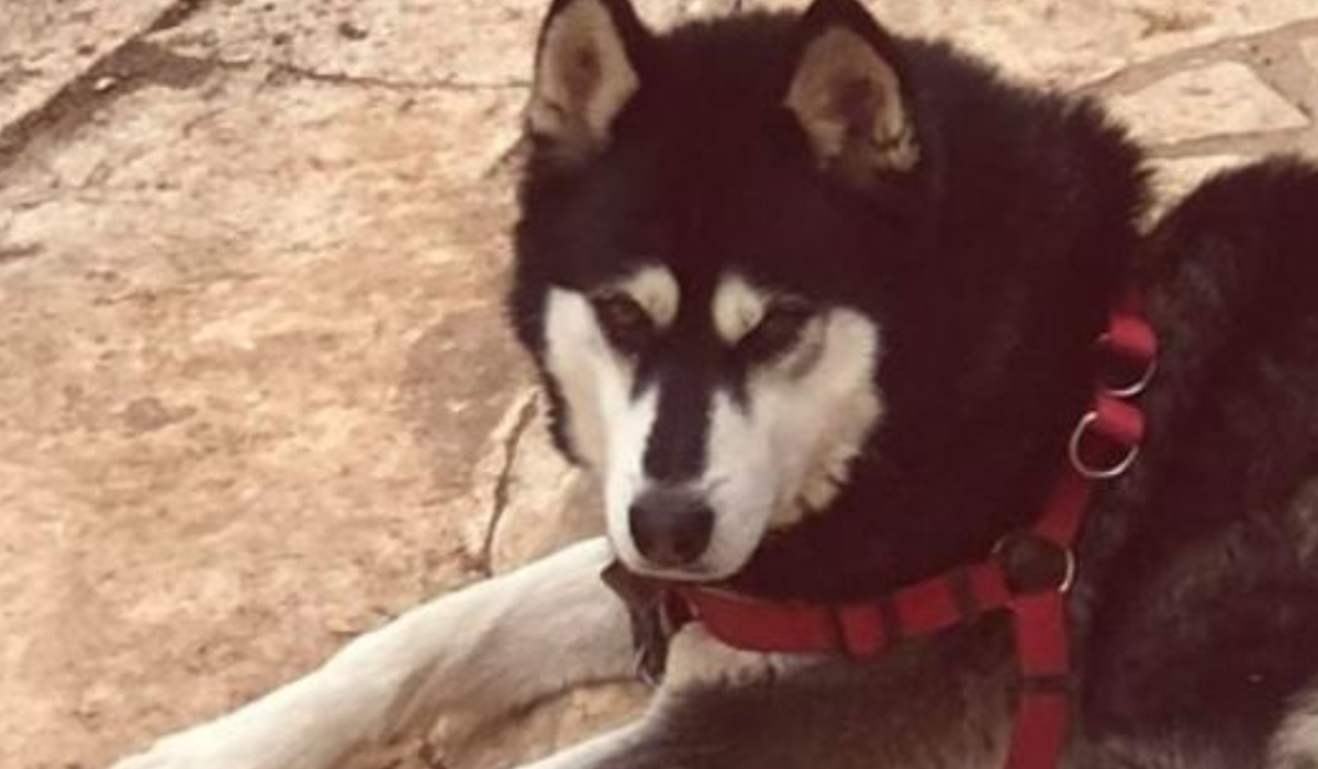 Αράχωβα : Ραγδαίες εξελίξεις στην υπόθεση του  χάσκι  – Η διχογνωμία των κτηνιάτρων