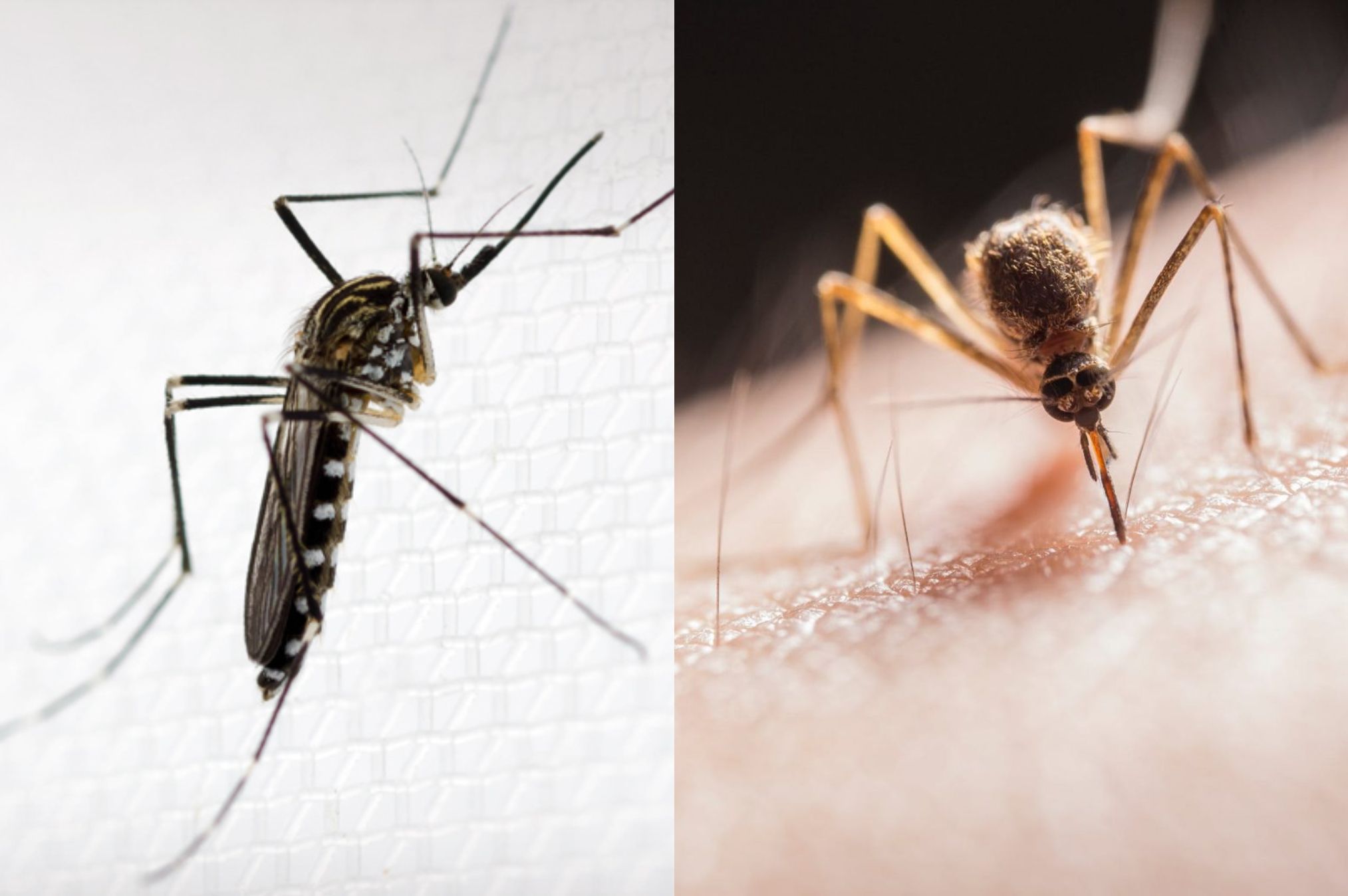 Κορεάτικα Κουνούπια που αντέχουν τον χειμώνα και το κρύο: Ποιοι οι κίνδυνοι και οι ιοί που μεταφέρουν