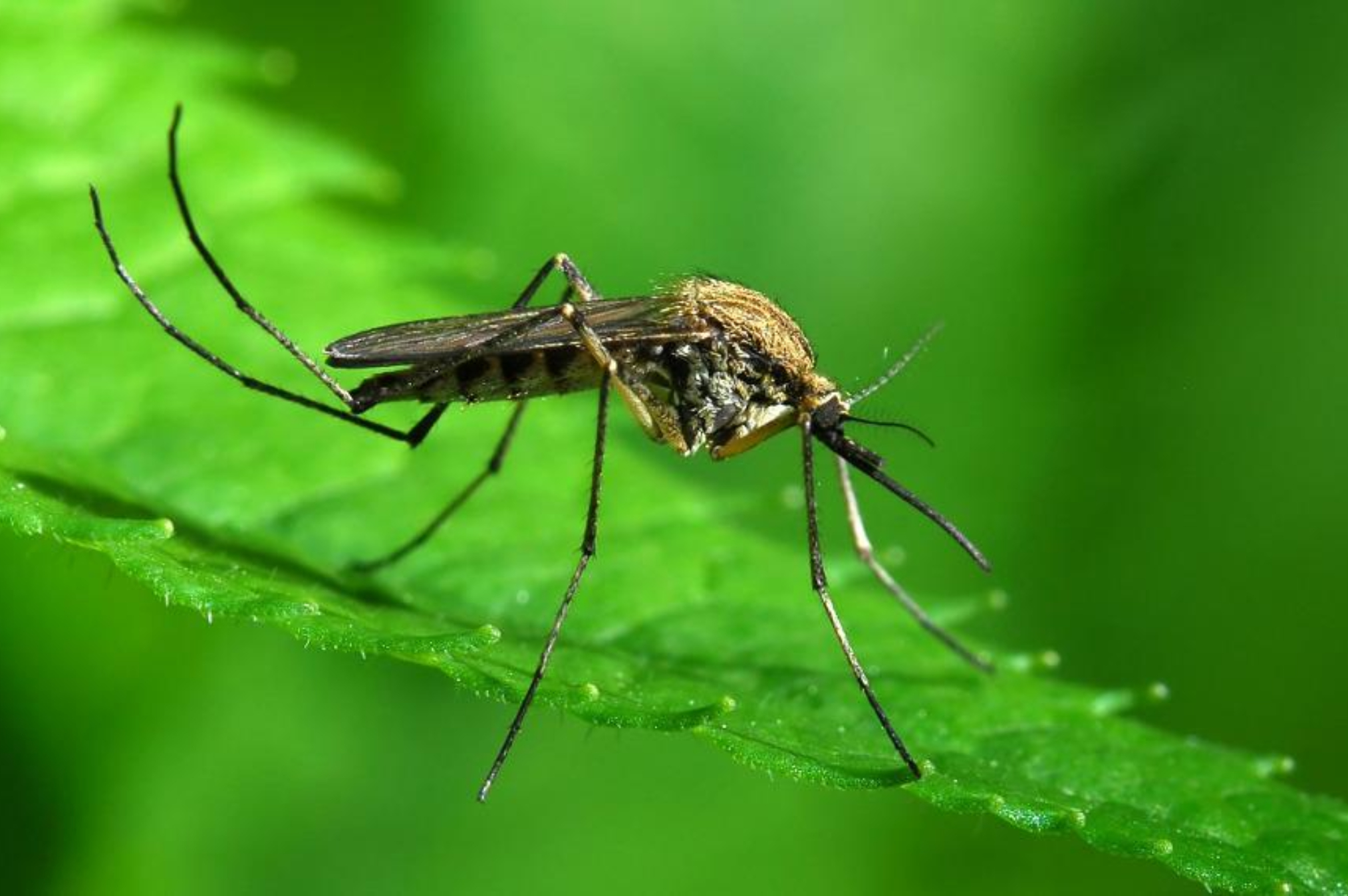 Κορεάτικα Κουνούπια που αντέχουν τον χειμώνα και το κρύο: Ποιοι οι κίνδυνοι και οι ιοί που μεταφέρουν