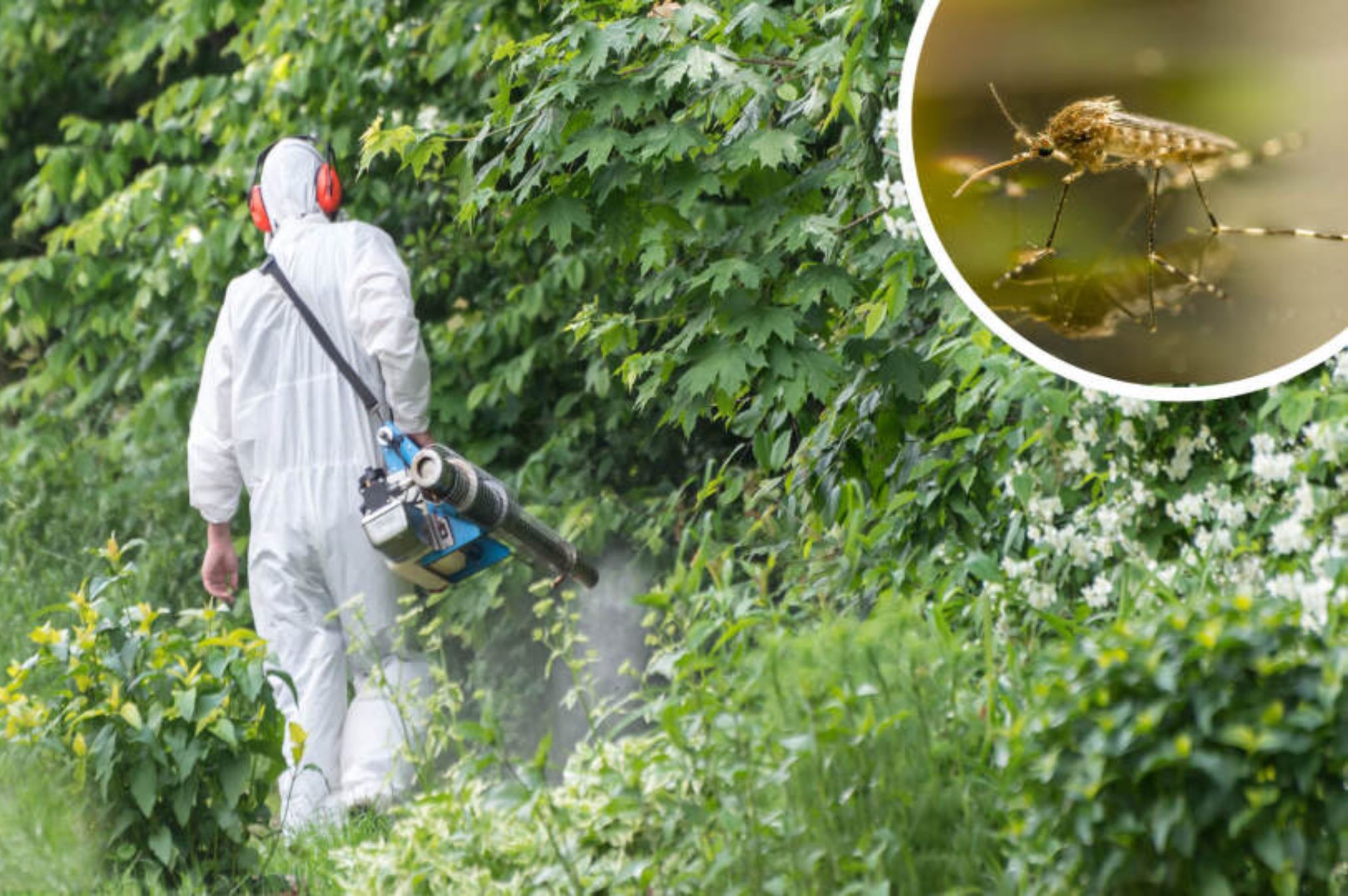 Κορεάτικα Κουνούπια που αντέχουν τον χειμώνα και το κρύο: Ποιοι οι κίνδυνοι και οι ιοί που μεταφέρουν