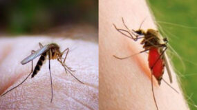 Κουνούπια στο σπίτι ακόμα και τον χειμώνα: Πως να τα εξαφανίσεις και να τα κρατήσεις μακριά 
