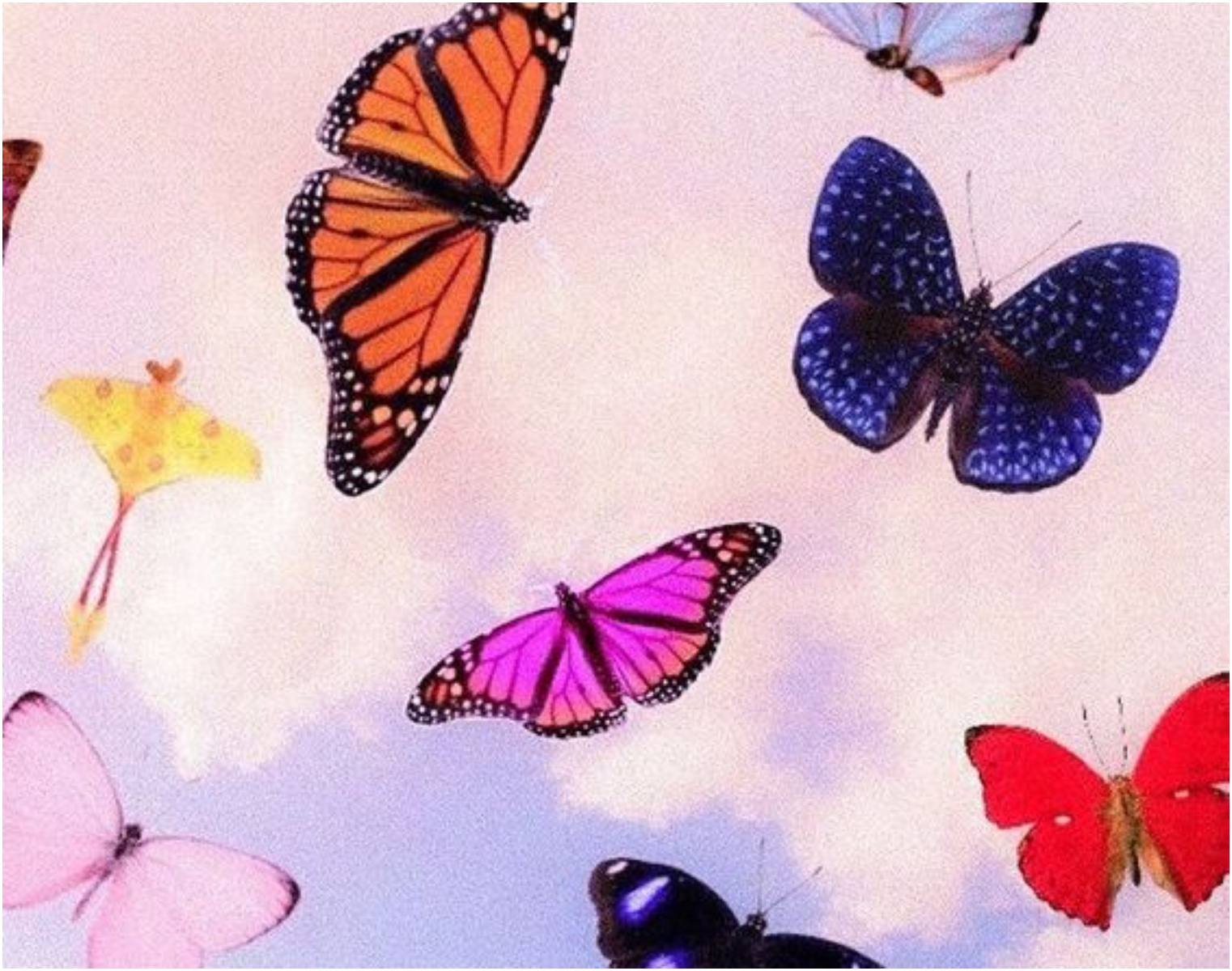 Ψυχολογικό τεστ: Σε ποιο λουλούδι θα καθίσει η πεταλούδα; Η απάντηση σου θα αποκαλύψει την πραγματική σου αντίληψη για τις σχέσεις