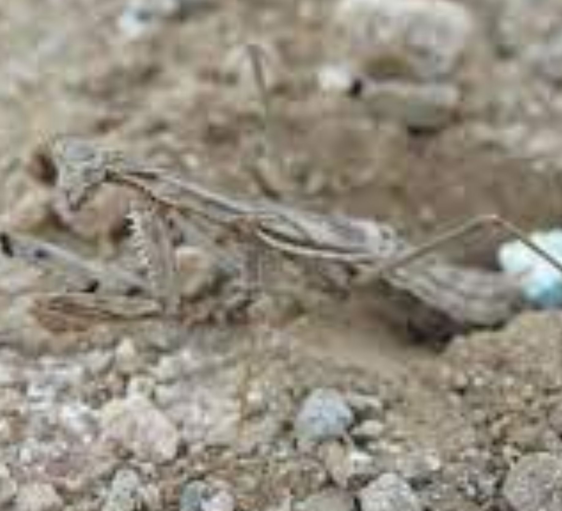 Αυγά Μάντη: Αν δείτε αυτές τις μπάλες μεγέθους καρυδιού στο Χριστουγεννιάτικο Έλατο πετάξτε το γρήγορα