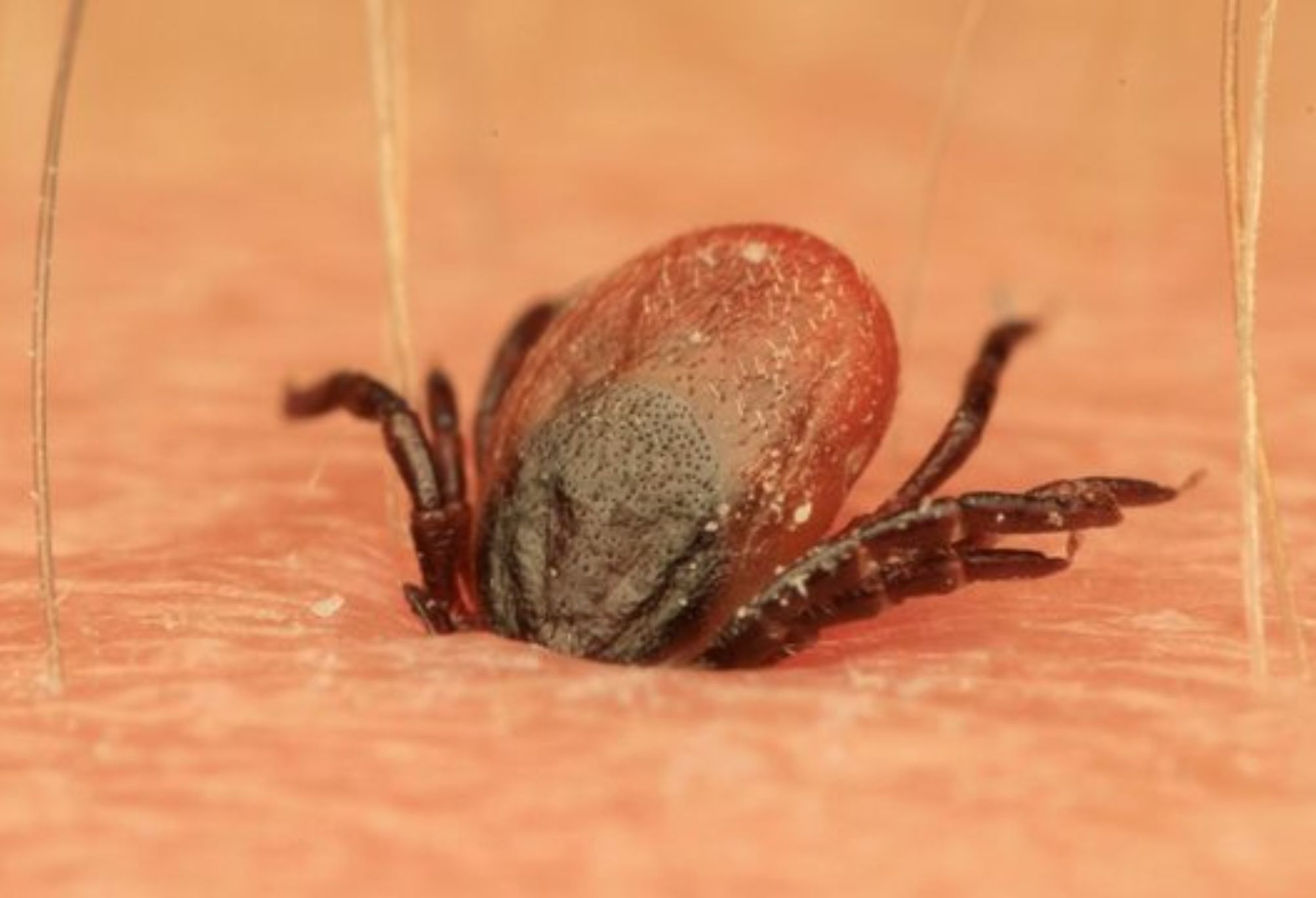 Αν δείτε αυτά τα μικρά μαύρα αυγά στον κήπο σας, καταστρέψτε τα ή κάψτε τα αμέσως