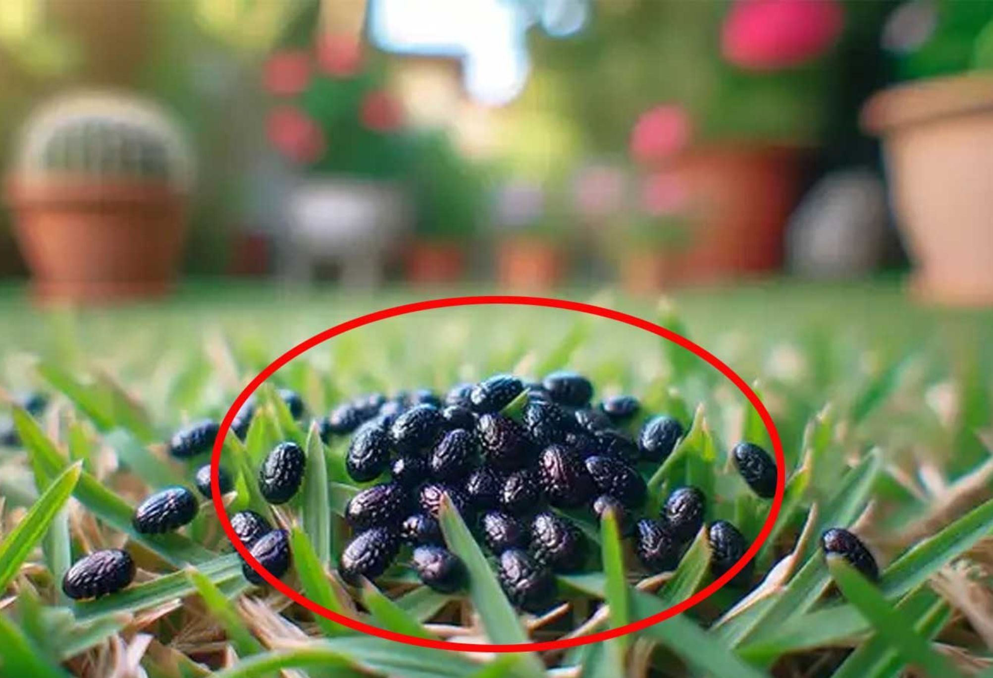 Αν δείτε αυτά τα μικρά μαύρα αυγά στον κήπο σας, καταστρέψτε τα ή κάψτε τα αμέσως