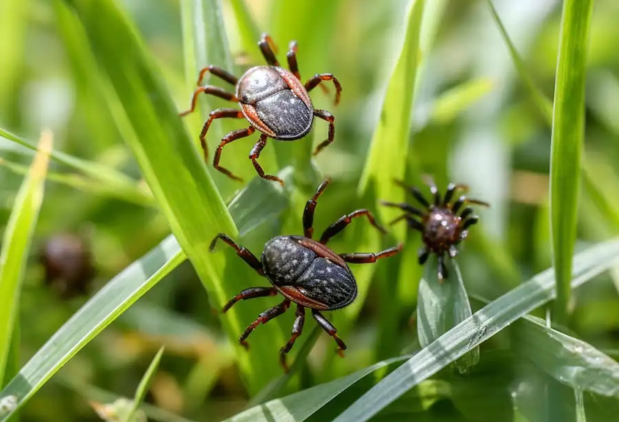 Αν δείτε αυτά τα μικρά μαύρα αυγά στον κήπο σας, καταστρέψτε τα ή κάψτε τα αμέσως